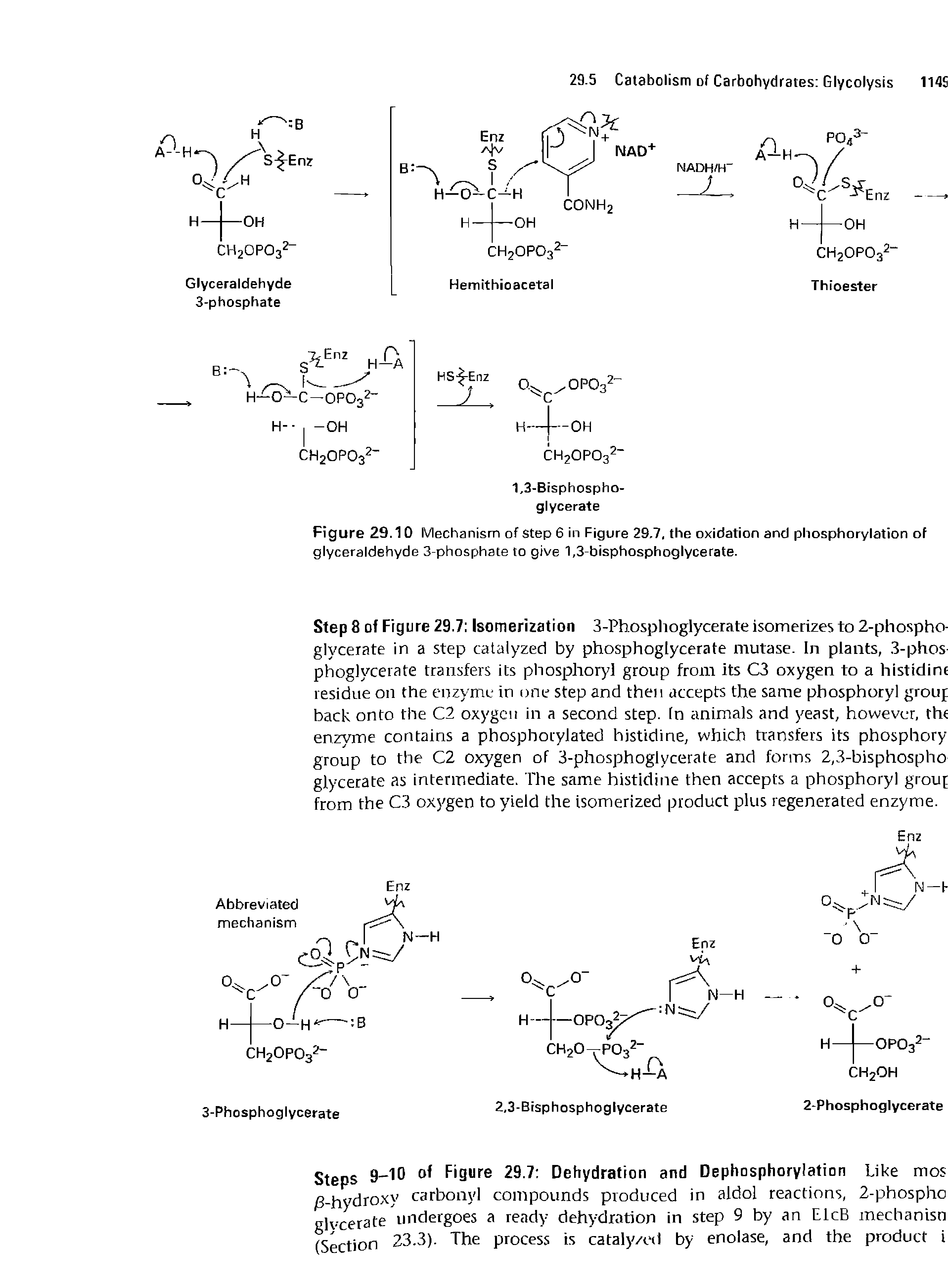 Figure 29.10 Mechanism of Step 6 in Figure 29.7, the oxidation and phosphorylation of glyceraldehyde 3-phosphate to give 1,3-bisphosphoglycerate.