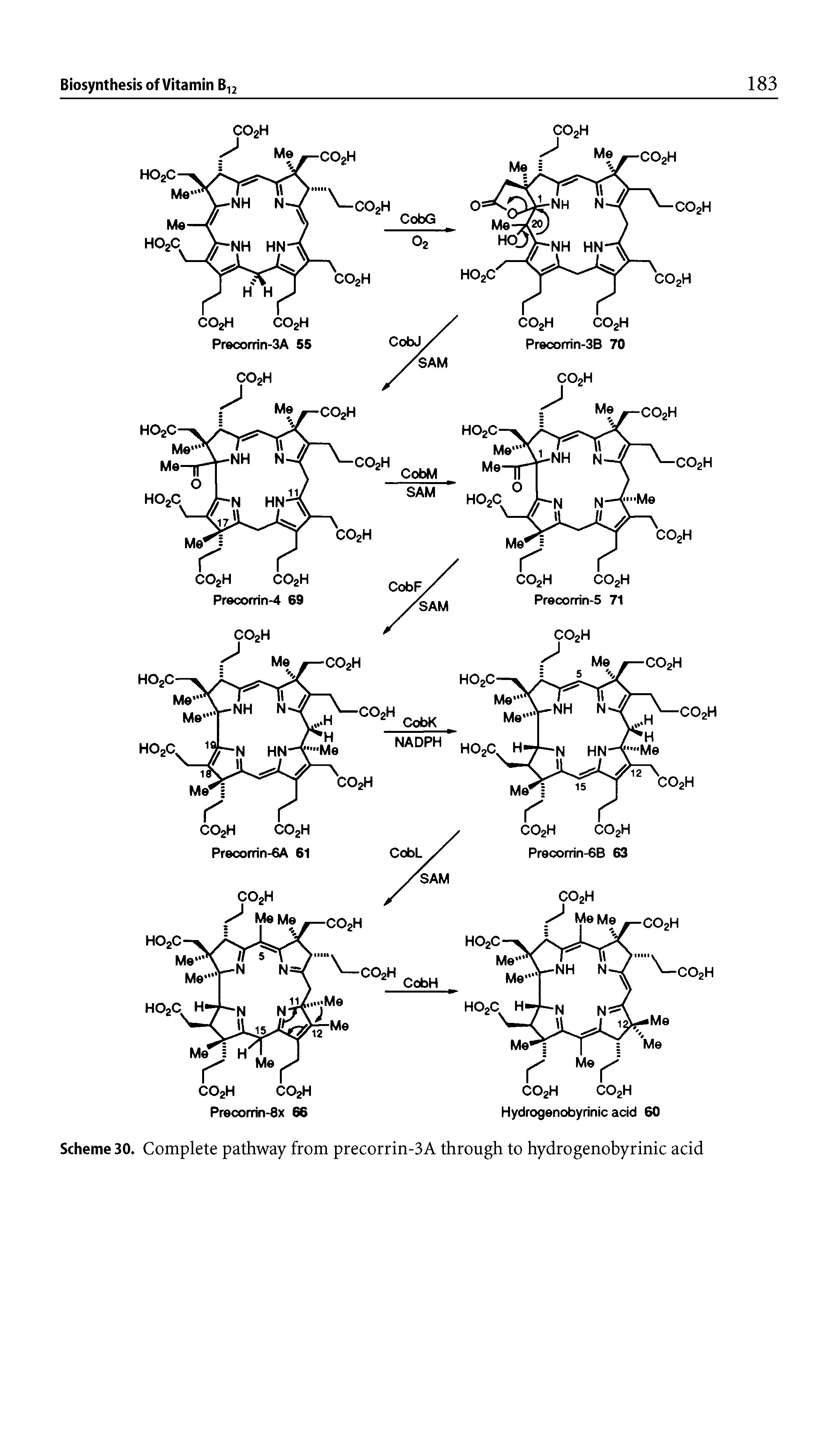 Scheme 30. Complete pathway from precorrin-3A through to hydrogenobyrinic acid...