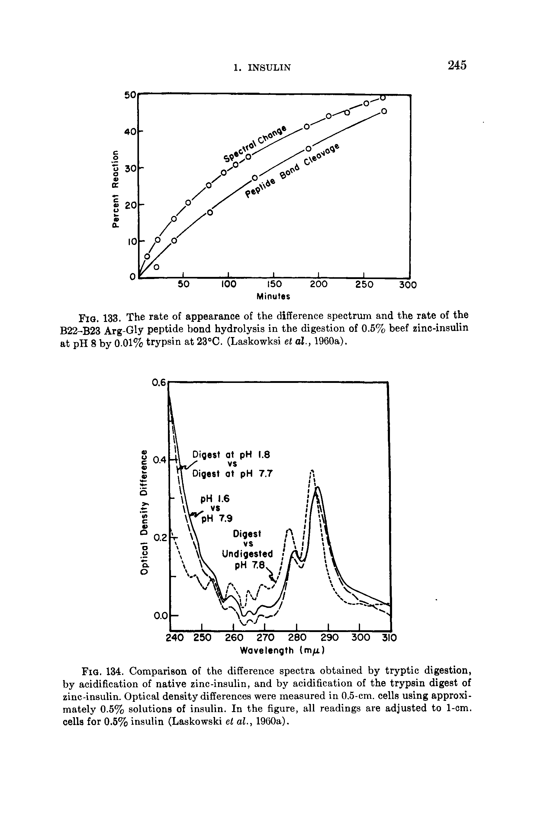 Fig. 133. The rate of appearance of the difference spectrum and the rate of the B22-B23 Arg-Gly peptide bond hydrolysis in the digestion of 0.5% beef zinc-insulin at pH 8 by 0.01% trypsin at 23°C. (Laskowksi ef ol., 1960a).