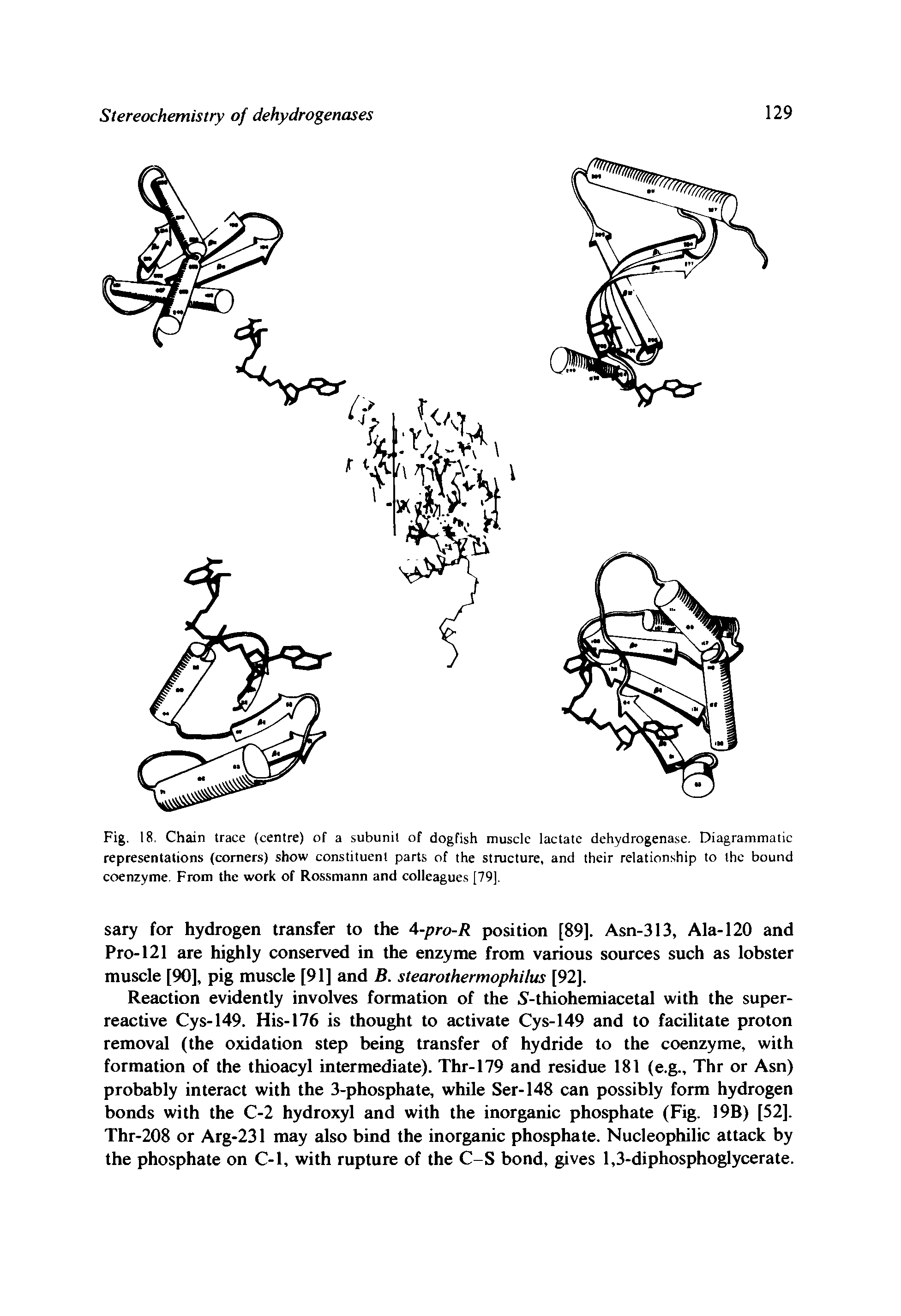 Fig. 18. Chain trace (centre) of a subunit of dogfish muscle lactate dehydrogenase. Diagrammatic representations (corners) show constituent parts of the structure, and their relationship to the bound coenzyme. From the work of Rossmann and colleagues [79],...