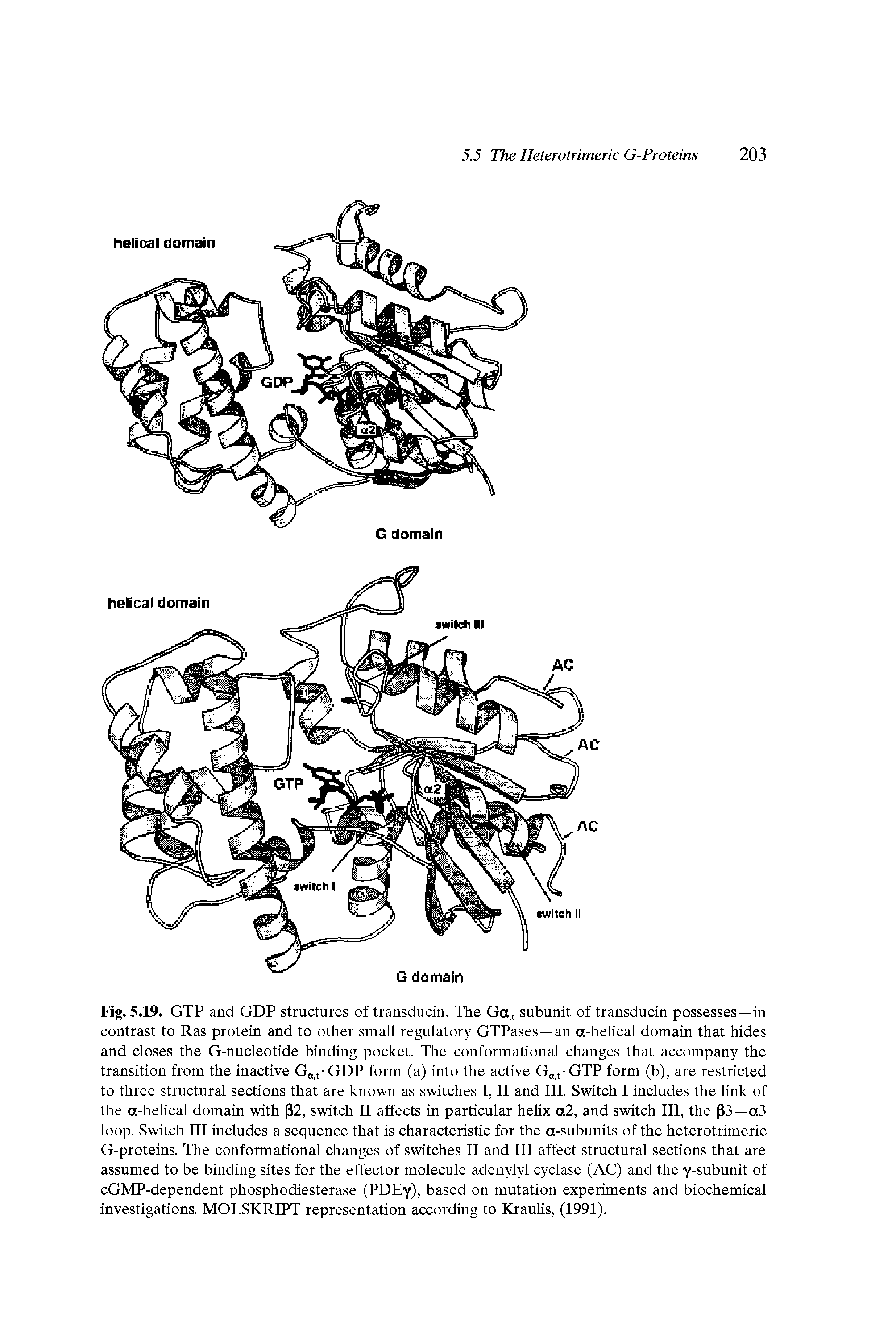Fig. 5.19. GTP and GDP structures of transducin. The Ga,t subunit of transducin possesses—in contrast to Ras protein and to other small regulatory GTPases —an a-hehcal domain that hides and closes the G-nucleotide binding pocket. The conformational changes that accompany the transition from the inactive G t GDP form (a) into the active G t GTP form (b), are restricted to three structural sections that are known as switches I, II and III. Switch I includes the link of the a-helical domain with P2, switch II affects in particular hehx a2, and switch III, the pS—a3 loop. Switch III includes a sequence that is characteristic for the a-subunits of the heterotrimeric G-proteins. The conformational changes of switches II and III affect structural sections that are assumed to be binding sites for the effector molecule adenylyl cyclase (AC) and the y-subunit of cGMP-dependent phosphodiesterase (PDEy), based on mutation experiments and biochemical investigations. MOLSKRIPT representation according to Krauhs, (1991).