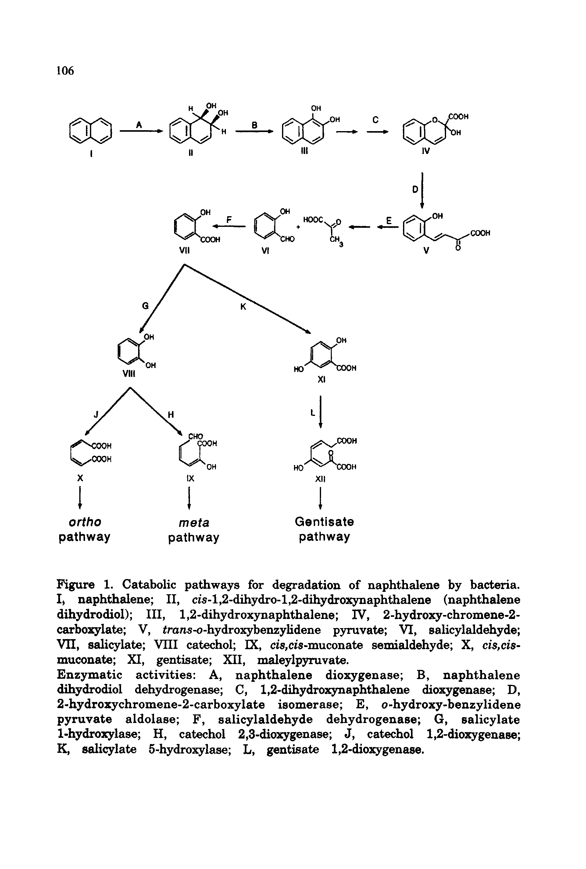 Figure 1. Catabolic pathways for degradation of naphthalene by bacteria. I, naphthalene II, cis-l,2-dihydro-l,2-dihydroxynaphthalene (naphthalene dihydrodiol) III, l,2-dihydrox3maphthalene IV, 2-hydroxy-chromene-2-carboxylate V, mns-o-hydroxybenzyIidene pyruvate VI, salicylaldehyde Vn, salicylate VIII catechol IX, c 5,ci8-muconate semialdehyde X, cis,ci8-muconate XI, gentisate XII, maleylpyruvate.