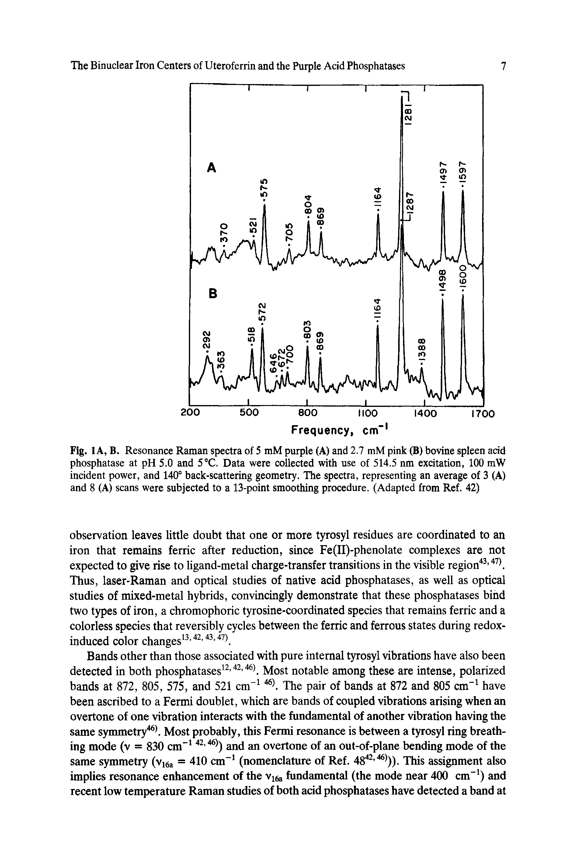 Fig. 1 A, B. Resonance Raman spectra of 5 mM purple (A) and 2.7 mM pink (B) bovine spleen acid phosphatase at pH 5.0 and 5°C. Data were collected with use of 514.5 nm excitation, 100 mW incident power, and 140° back-scattering geometry. The spectra, representing an average of 3 (A) and 8 (A) scans were subjected to a 13-point smoothing procedure. (Adapted from Ref. 42)...