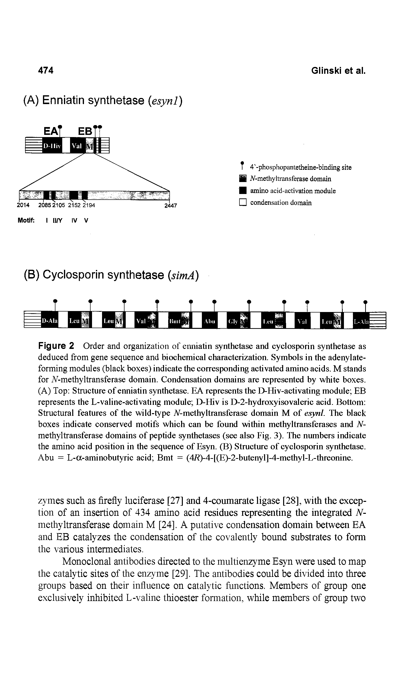 Figure 2 Order and organization of enniatin synthetase and cyclosporin synthetase as deduced from gene sequence and biochemical characterization. Symbols in the adenylateforming modules (black boxes) indicate the corresponding activated amino acids. M stands for A -methyltransferase domain. Condensation domains are represented by white boxes. (A) Top Structure of enniatin synthetase. EA represents the D-Hiv-activating module EB represents the L-valine-activating module D-Ehv is D-2-hydroxyisovaleric acid. Bottom Structural features of the wild-type A -methyltransferase domain M of esynl. The black boxes indicate conserved motifs which can be found within methyltransferases and A -methyltransferase domains of peptide synthetases (see also Fig. 3). The numbers indicate the amino acid position in the sequence of Esyn. (B) Structure of cyclosporin synthetase. Abu = L-a-aminobutyric acid Bmt = (4A)-4-[(E)-2-butenyl]-4-methyl-L-threonine.