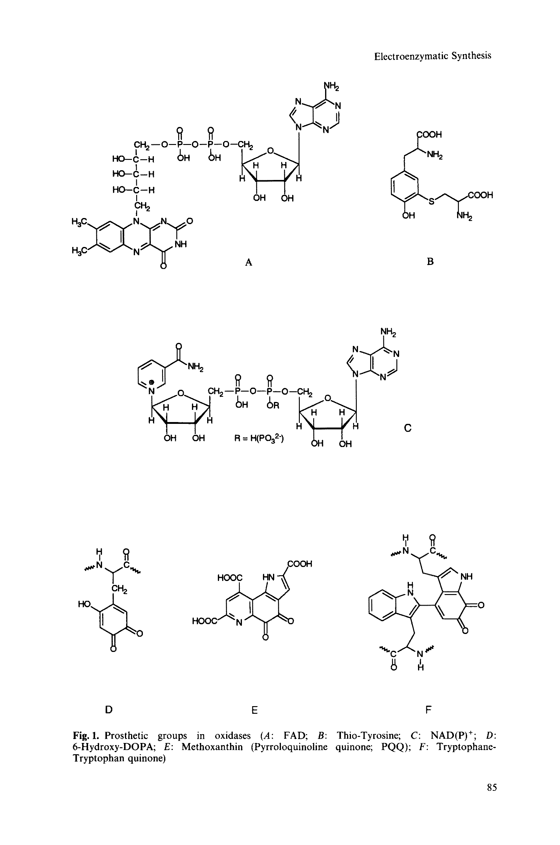 Fig. 1. Prosthetic groups in oxidases (A FAD B Thio-Tyrosine C NAD(P) + D 6-Hydroxy-DOPA E Methoxanthin (Pyrroloquinoline quinone PQQ) F Tryptophane-Tryptophan quinone)...