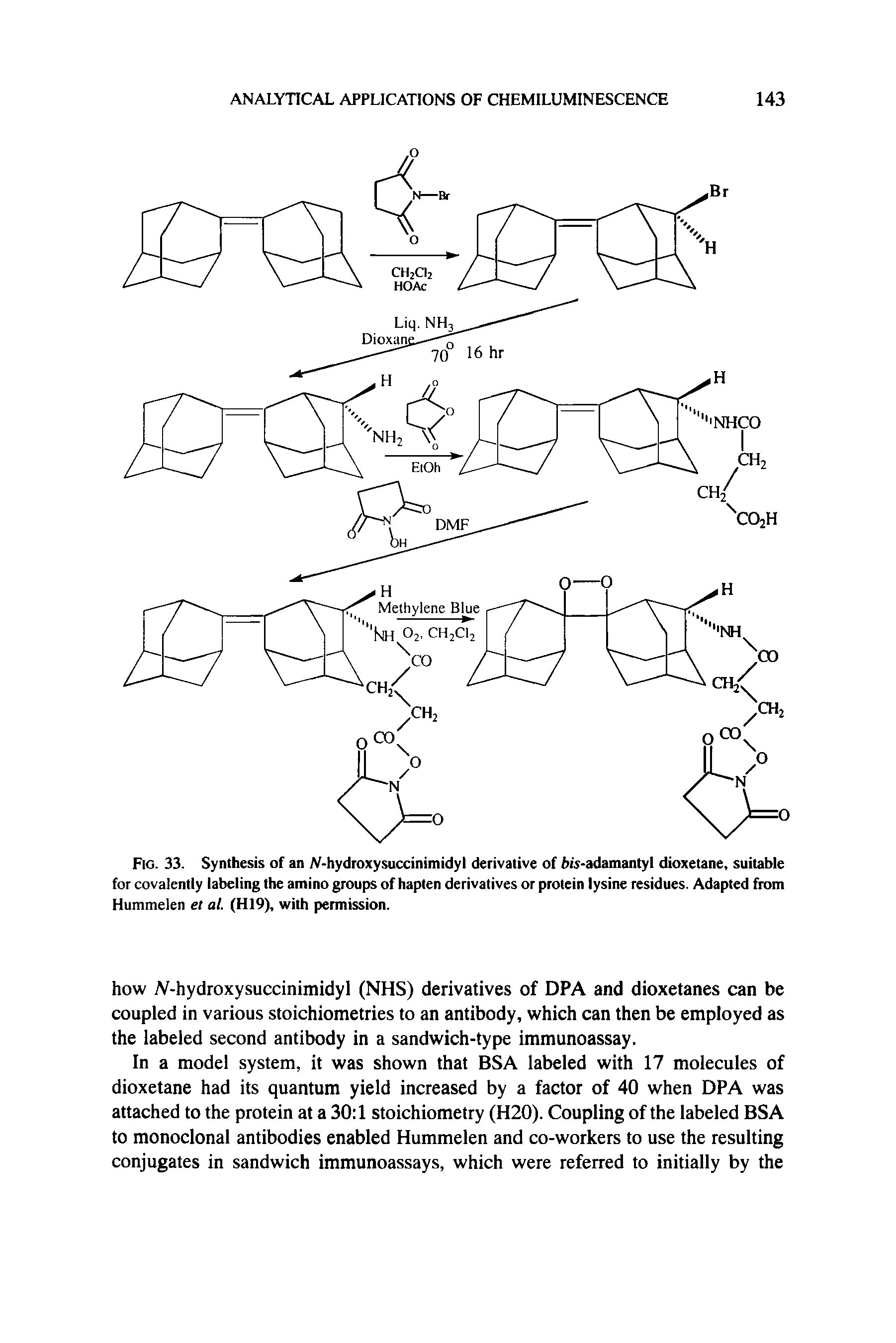 Fig. 33. Synthesis of an N-hydroxysuccinimidyl derivative of his-adamantyl dioxetane, suitable tor covalently labeling the amino groups of hapten derivatives or protein lysine residues. Adapted from Hummelen et al. (H19), with permission.
