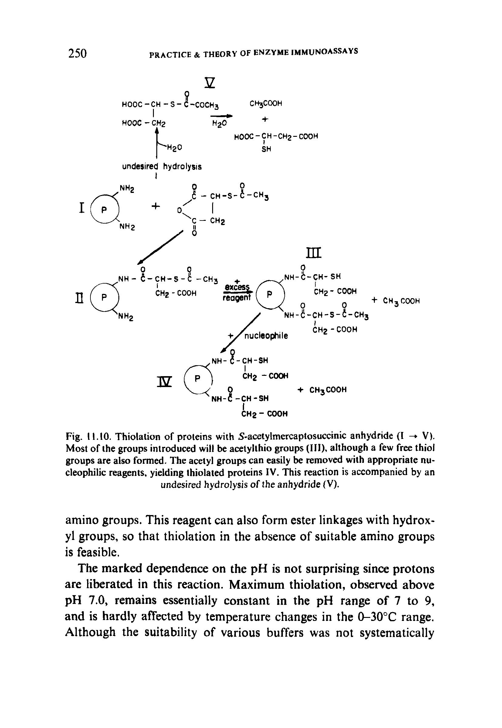 Fig. 11.10. Thiolation of proteins with S-acetylmercaptosuccinic anhydride (I - V). Most of the groups introduced will be acetylthio groups (III), although a few free thiol groups are also formed. The acetyl groups can easily be removed with appropriate nucleophilic reagents, yielding thiolated proteins IV. This reaction is accompanied by an undesired hydrolysis of the anhydride (V).