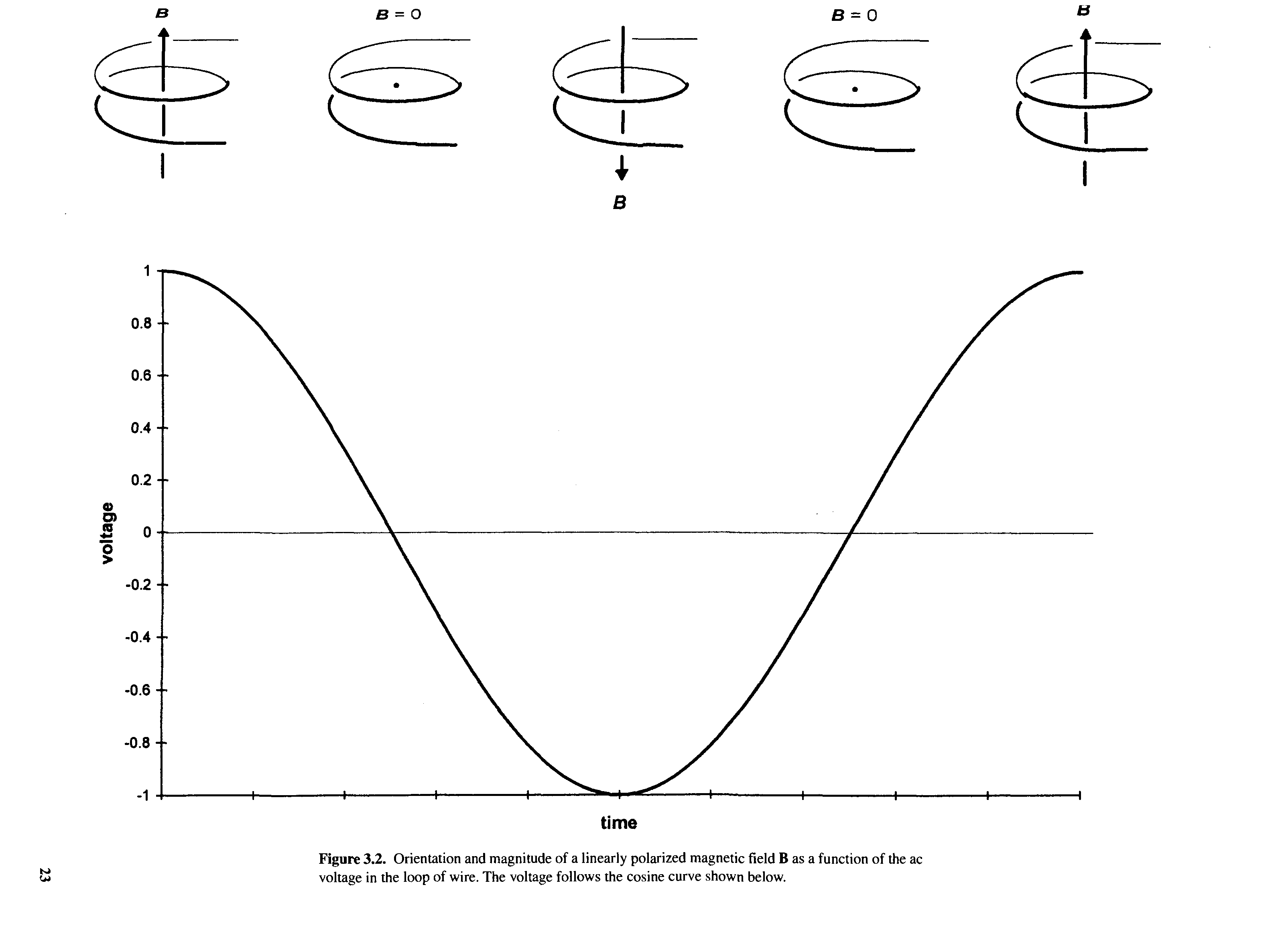 Figure 3.2. Orientation and magnitude of a linearly polarized magnetic field B as a function of the ac voltage in the loop of wire. The voltage follows the cosine curve shown below.