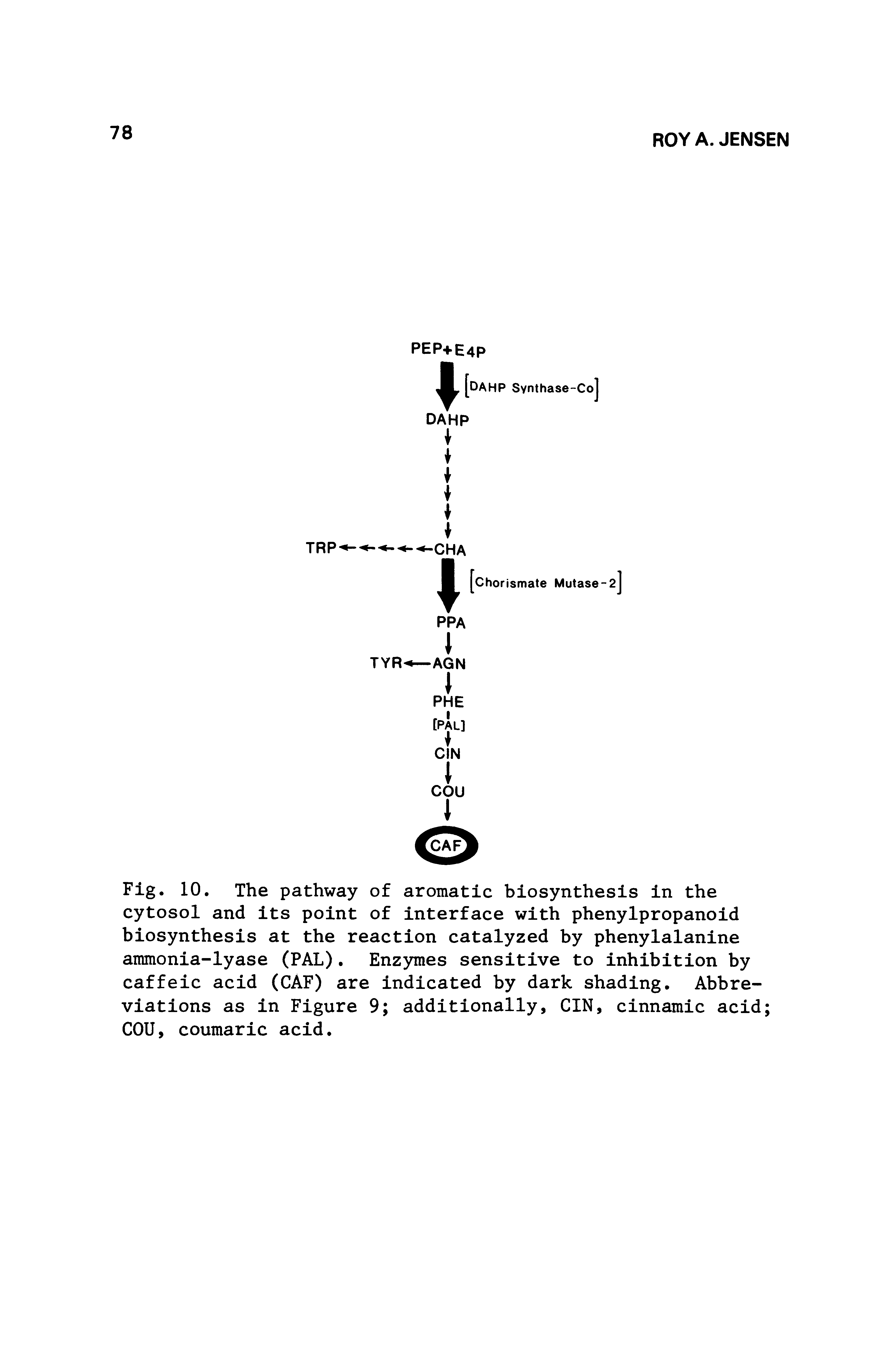 Fig. 10. The pathway of aromatic biosynthesis in the cytosol and its point of interface with phenylpropanoid biosynthesis at the reaction catalyzed by phenylalanine ammonia-lyase (PAL). Enzymes sensitive to inhibition by caffeic acid (CAF) are indicated by dark shading. Abbreviations as in Figure 9 additionally, GIN, cinnamic acid COU, coumaric acid.