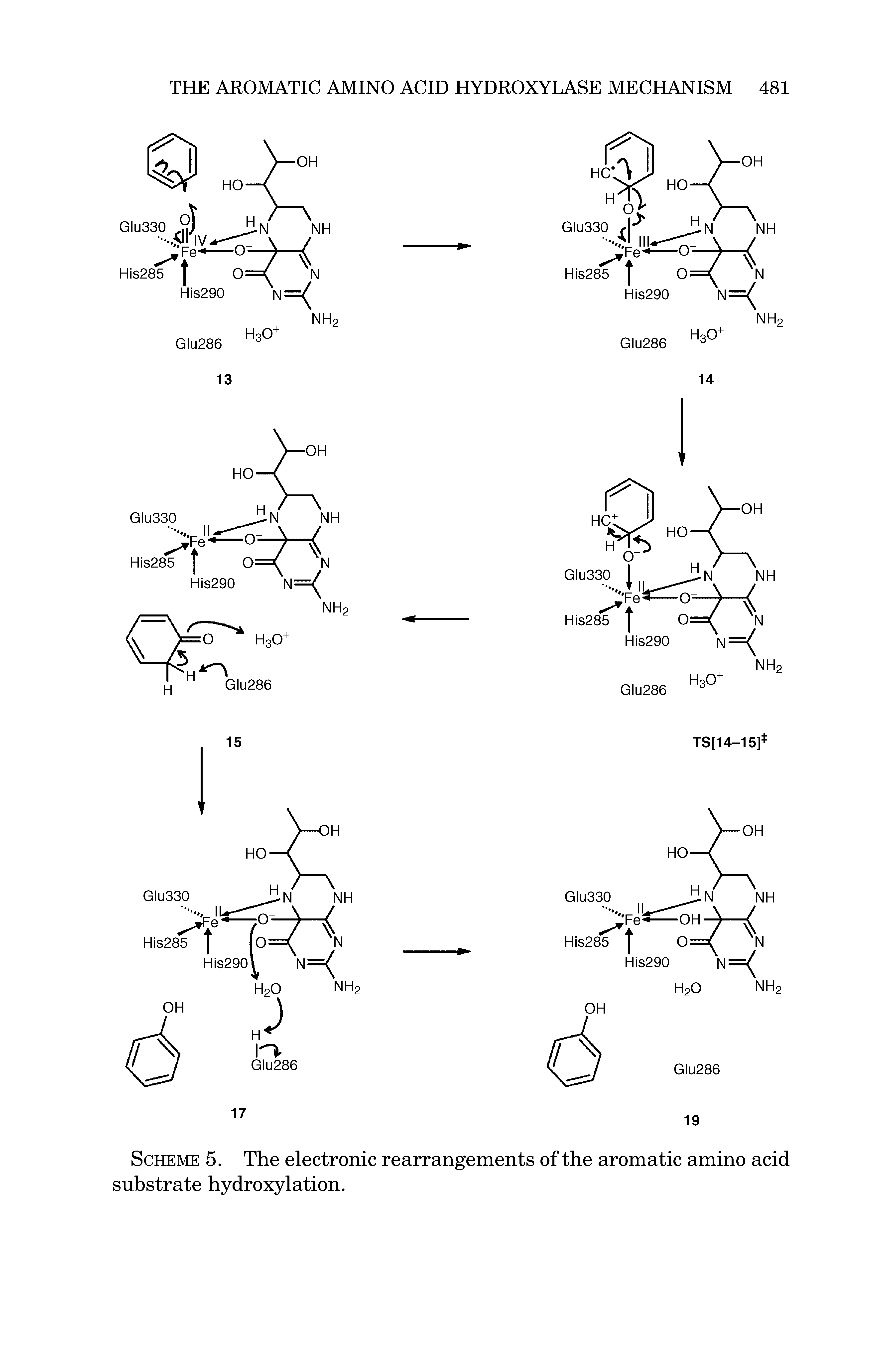 Scheme 5. The electronic rearrangements of the aromatic amino acid substrate hydroxylation.