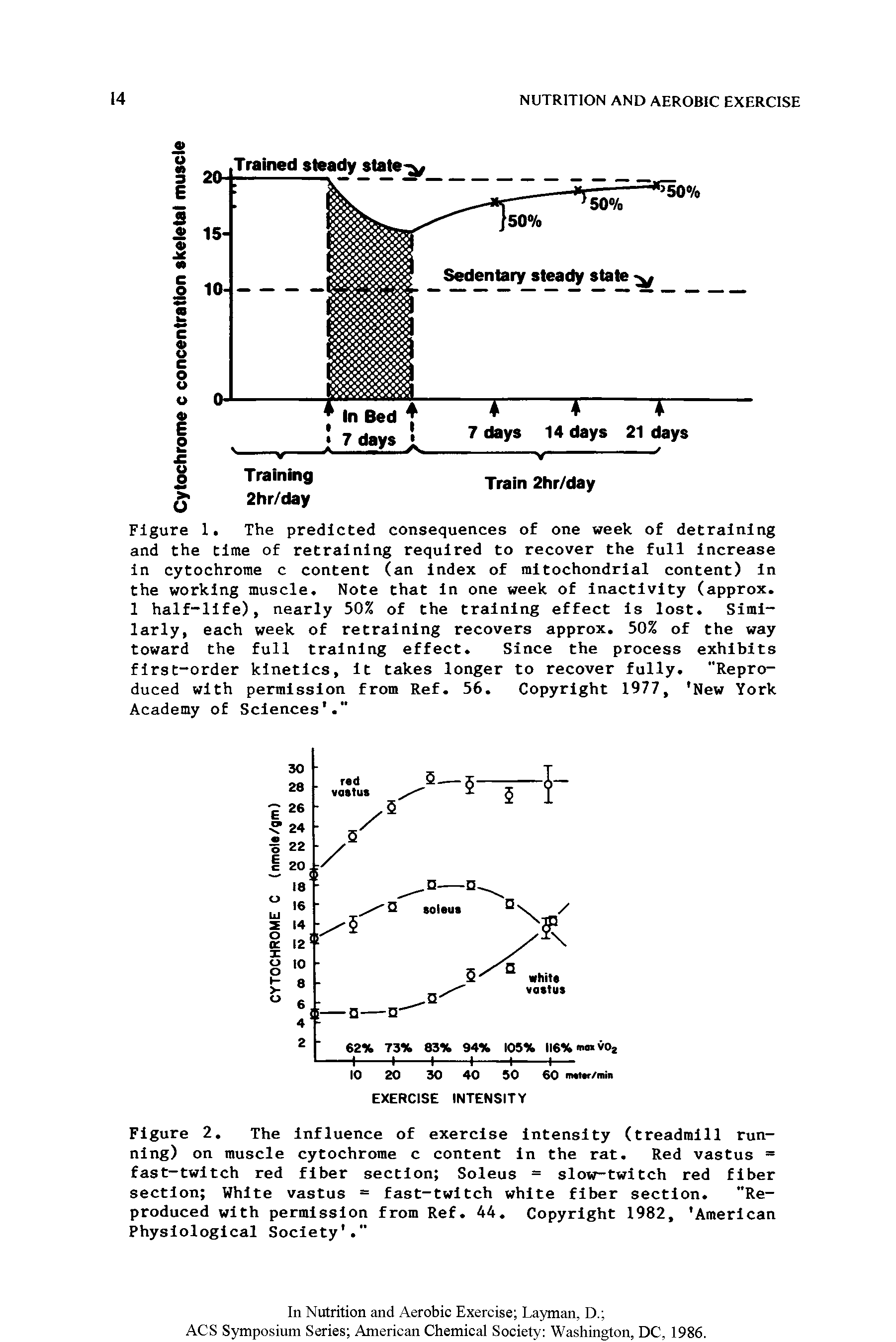 Figure 1. The predicted consequences of one week of detraining and the time of retraining required to recover the full Increase In cytochrome c content (an index of mitochondrial content) In the working muscle. Note that In one week of Inactivity (approx. 1 half-life), nearly 50% of the training effect is lost. Similarly, each week of retraining recovers approx. 50% of the way toward the full training effect. Since the process exhibits first-order kinetics. It takes longer to recover fully. "Reproduced with permission from Ref. 56. Copyright 1977, New York Academy of Sciences. "...