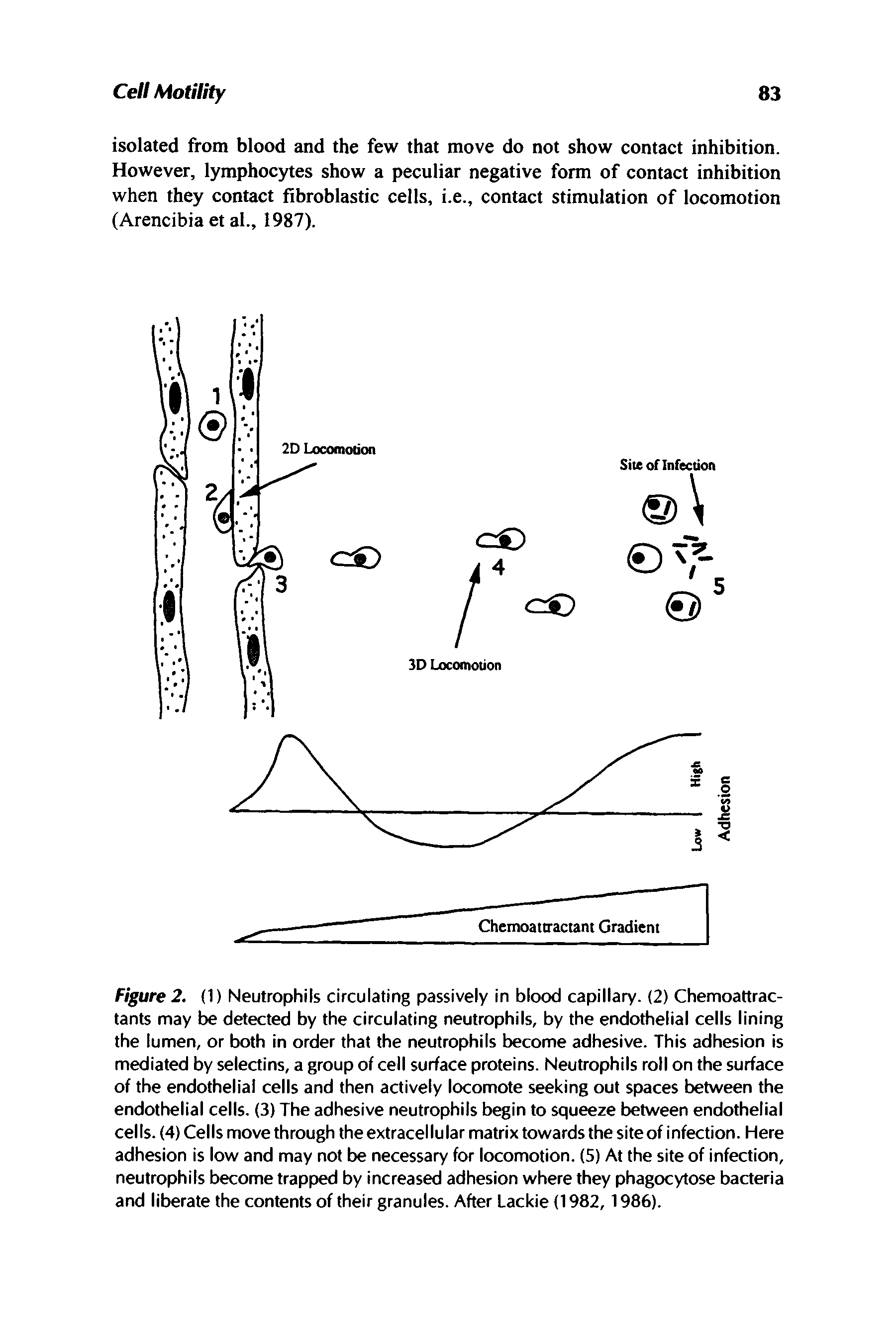 Figure 2. (1) Neutrophils circulating passively in blood capillary. (2) Chemoattractants may be detected by the circulating neutrophils, by the endothelial cells lining the lumen, or both in order that the neutrophils become adhesive. This adhesion is mediated by selectins, a group of cell surface proteins. Neutrophils roll on the surface of the endothelial cells and then actively locomote seeking out spaces between the endothelial cells. (3) The adhesive neutrophils begin to squeeze between endothelial cells. (4) Cells move through the extracellular matrix towards the site of infection. Here adhesion is low and may not be necessary for locomotion. (5) At the site of infection, neutrophils become trapped by increased adhesion where they phagocytose bacteria and liberate the contents of their granules. After Lackie (1982,1986).