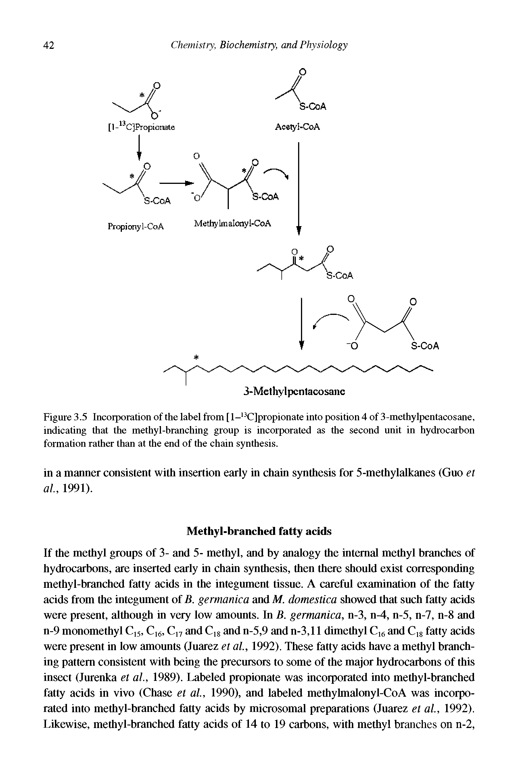 Figure 3.5 Incorporation of the label from [ l-13C]propionate into position 4 of 3-methylpentacosane, indicating that the methyl-branching group is incorporated as the second unit in hydrocarbon formation rather than at the end of the chain synthesis.