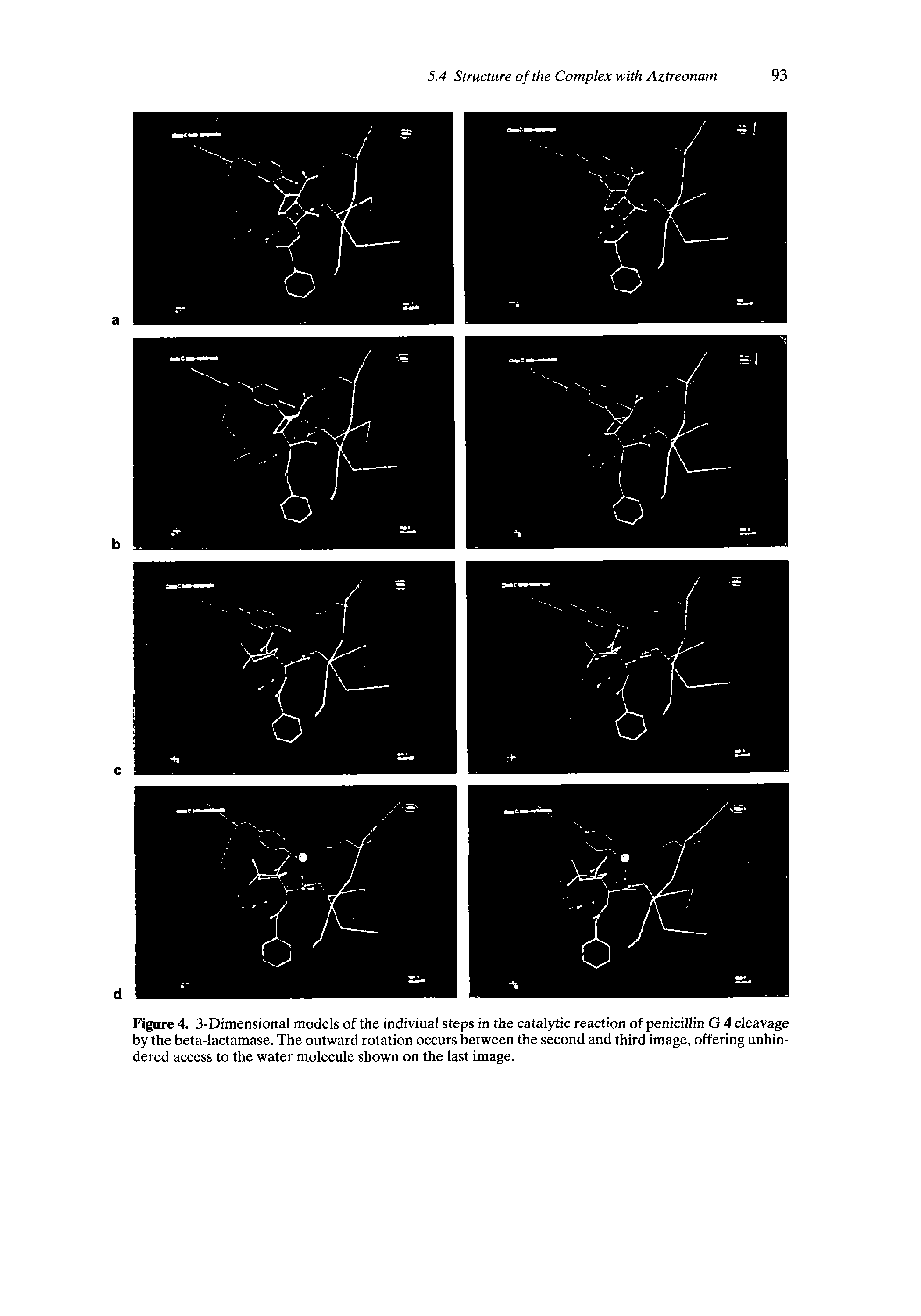 Figure 4. 3-Dimensional models of the indiviual steps in the catalytic reaction of penicillin G 4 cleavage by the beta-lactamase. The outward rotation occurs between the second and third image, offering unhindered access to the water moleeule shown on the last image.