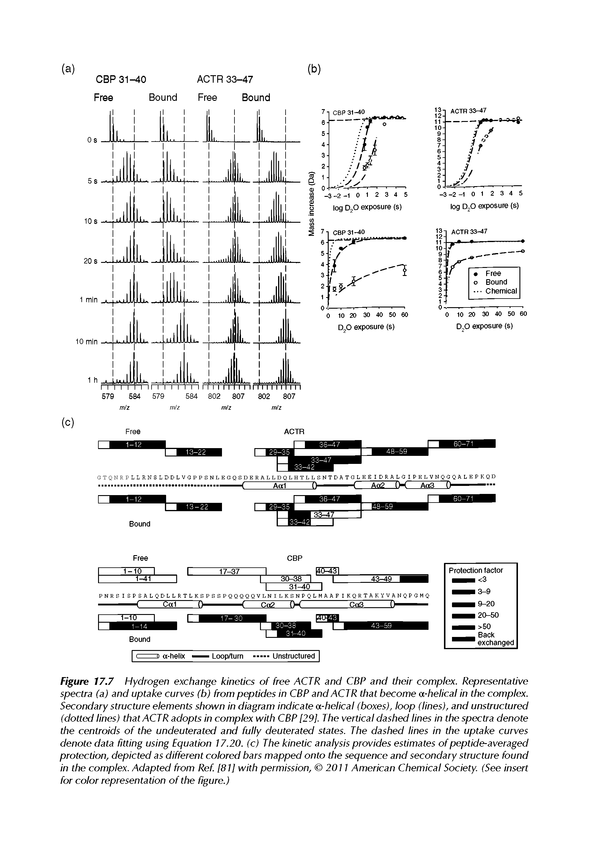 Figure 17.7 Hydrogen exchange kinetics of free ACTR and CBP and their complex. Representative spectra (a) and uptake curves (b) from peptides in CBP and ACTR that become a-helical in the complex. Secondary structure elements shown In diagram indicate a-helical (boxes), loop (lines), and unstructured (dotted lines) that ACTR adopts in complex with CBP [29]. The vertical dashed lines in the spectra denote the centroids of the undeuterated and fully deuterated states. The dashed lines in the uptake curves denote data fitting using Equation 17.20. (c) The kinetic analysis provides estimates of peptide-averaged protection, depicted as different colored bars mapped onto the sequence and secondary structure found in the complex. Adapted from Ref [81] with permission, 2011 American Chemical Society. (See insert for color representation of the figure.)...