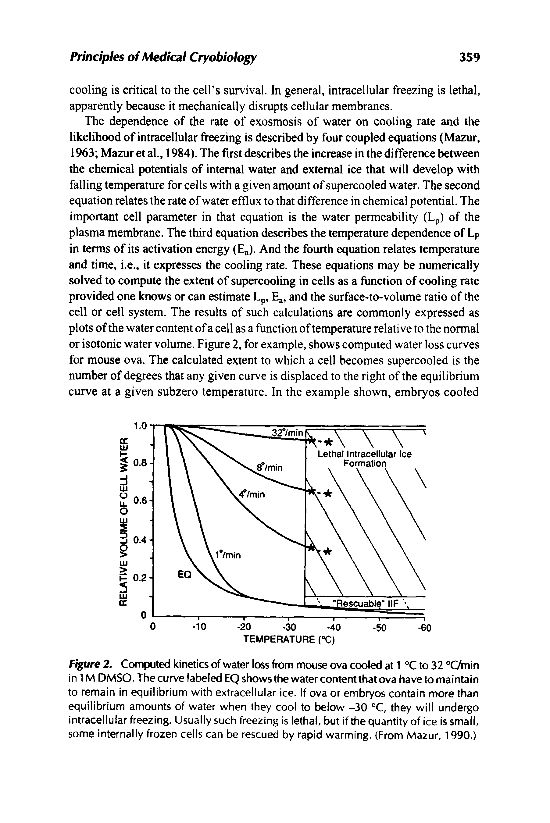 Figure 2. Computed kinetics of water loss from mouse ova cooled at 1 °C to 32 °C/min in 1M DMSO. The curve labeled EQ shows the water content that ova have to maintain to remain in equilibrium with extracellular ice. If ova or embryos contain more than equilibrium amounts of water when they cool to below -30 °C, they will undergo intracellular freezing. Usually such freezing is lethal, but if the quantity of ice is small, some internally frozen cells can be rescued by rapid warming. (From Mazur, 1990.)...