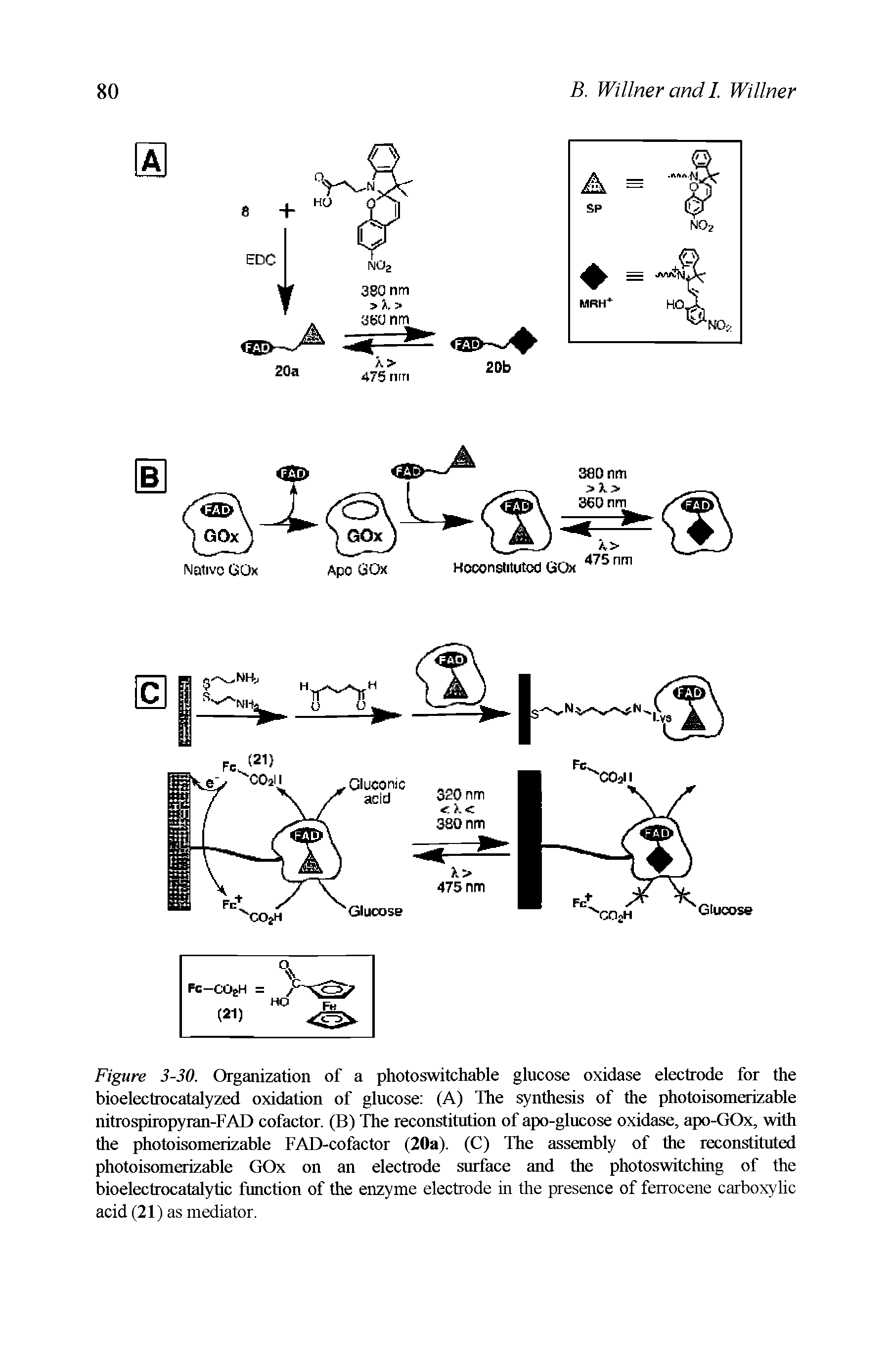 Figure 3-30. Organization of a photoswitchable glucose oxidase electrode for the bioelectrocatalyzed oxidation of glucose (A) The synthesis of the photoisomerizable nitrospiropyran-FAD cofactor. (B) The reconstitution of apo-glucose oxidase, apo-GOx, with the photoisomerizable FAD-cofactor (20a). (C) The assembly of the reconstituted photoisomerizable GOx on an electrode surface and the photoswitching of the bioelectrocatalytic function of the enzyme electrode in the presence of ferrocene carboxylic acid (21) as mediator.