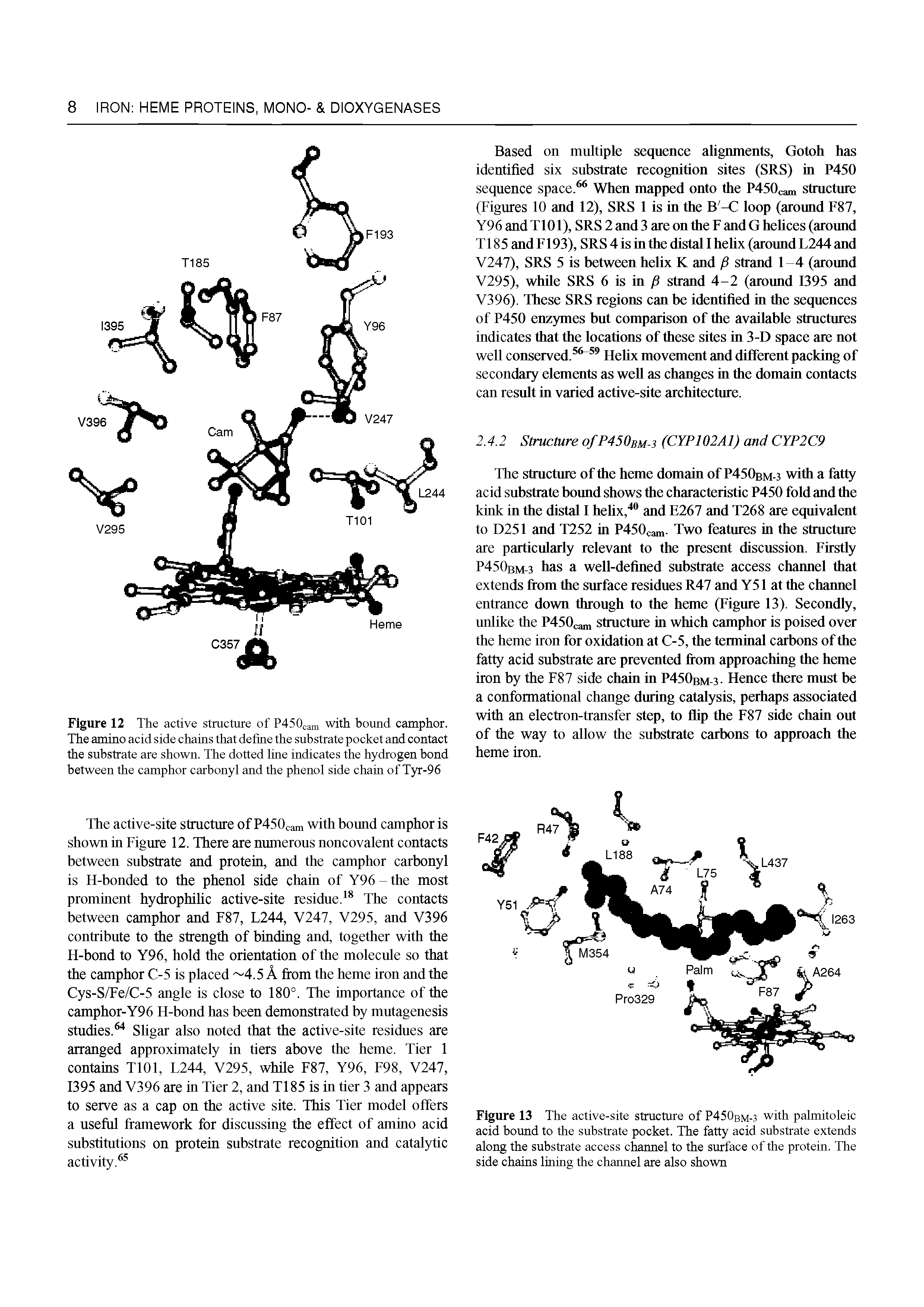 Figure 13 The active-site structure of P450bm-3 with palmitoleic acid bound to the substrate pocket. The fatty acid substrate extends along the substrate access channel to the surface of the protein. The side chains lining the channel are also shown...