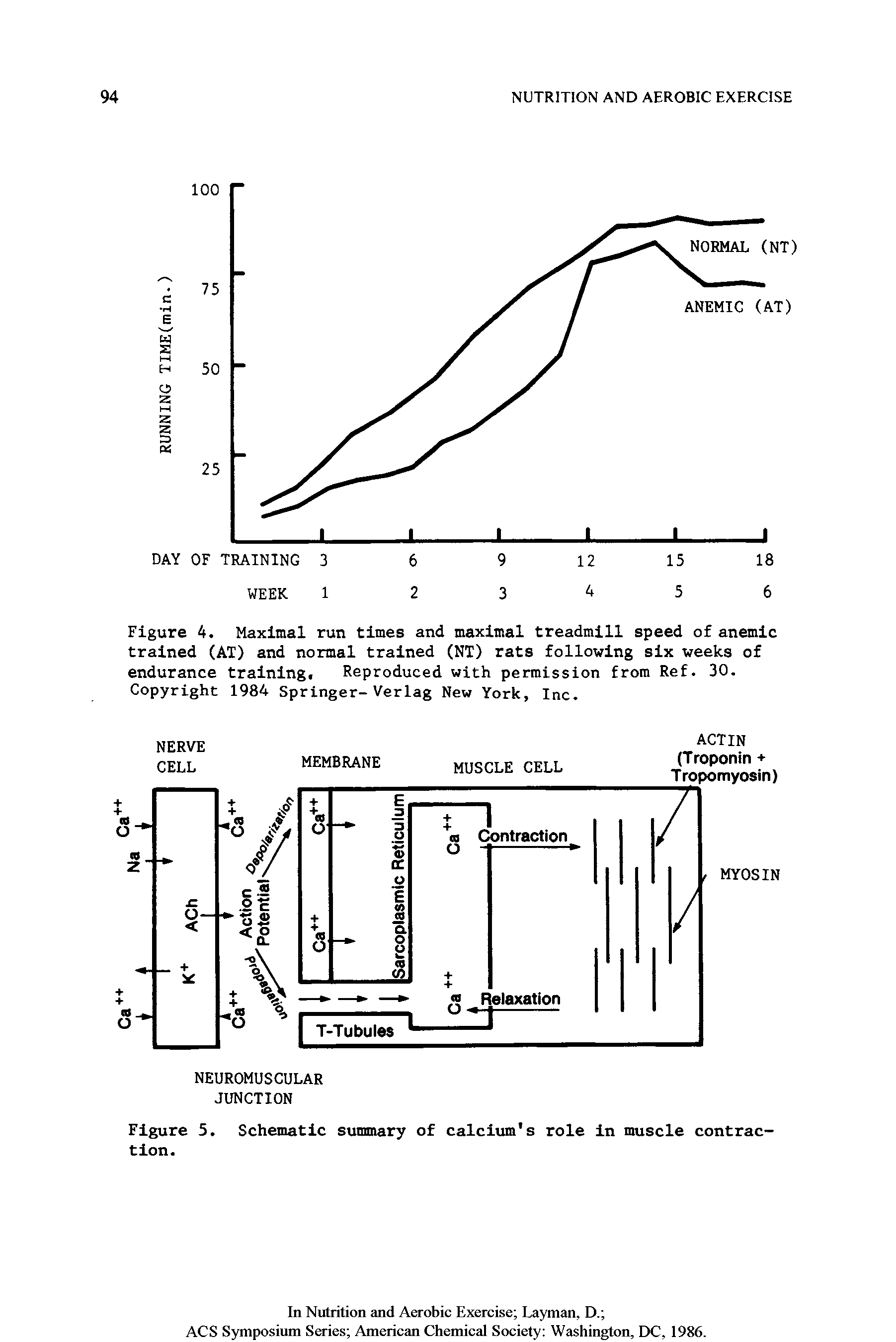 Figure 4. Maximal run times and maximal treadmill speed of anemic trained (AT) and normal trained (NT) rats following six weeks of endurance training. Reproduced with permission from Ref. 30. Copyright 1984 Springer-Verlag New York, Inc.