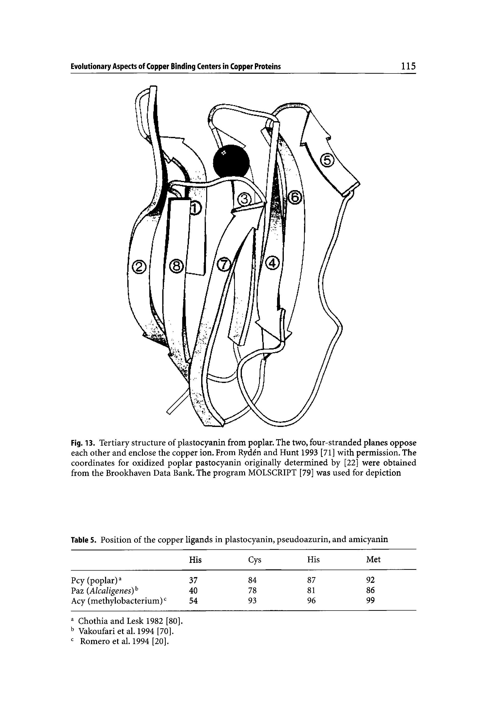 Fig. 13. Tertiary structure of plastocyanin from poplar. The two, four-stranded planes oppose each other and enclose the copper ion. From Ryden and Hunt 1993 [71] with permission. The coordinates for oxidized poplar pastocyanin originally determined by [22] were obtained from the Brookhaven Data Bank. The program MOLSCRIPT [79] was used for depiction...
