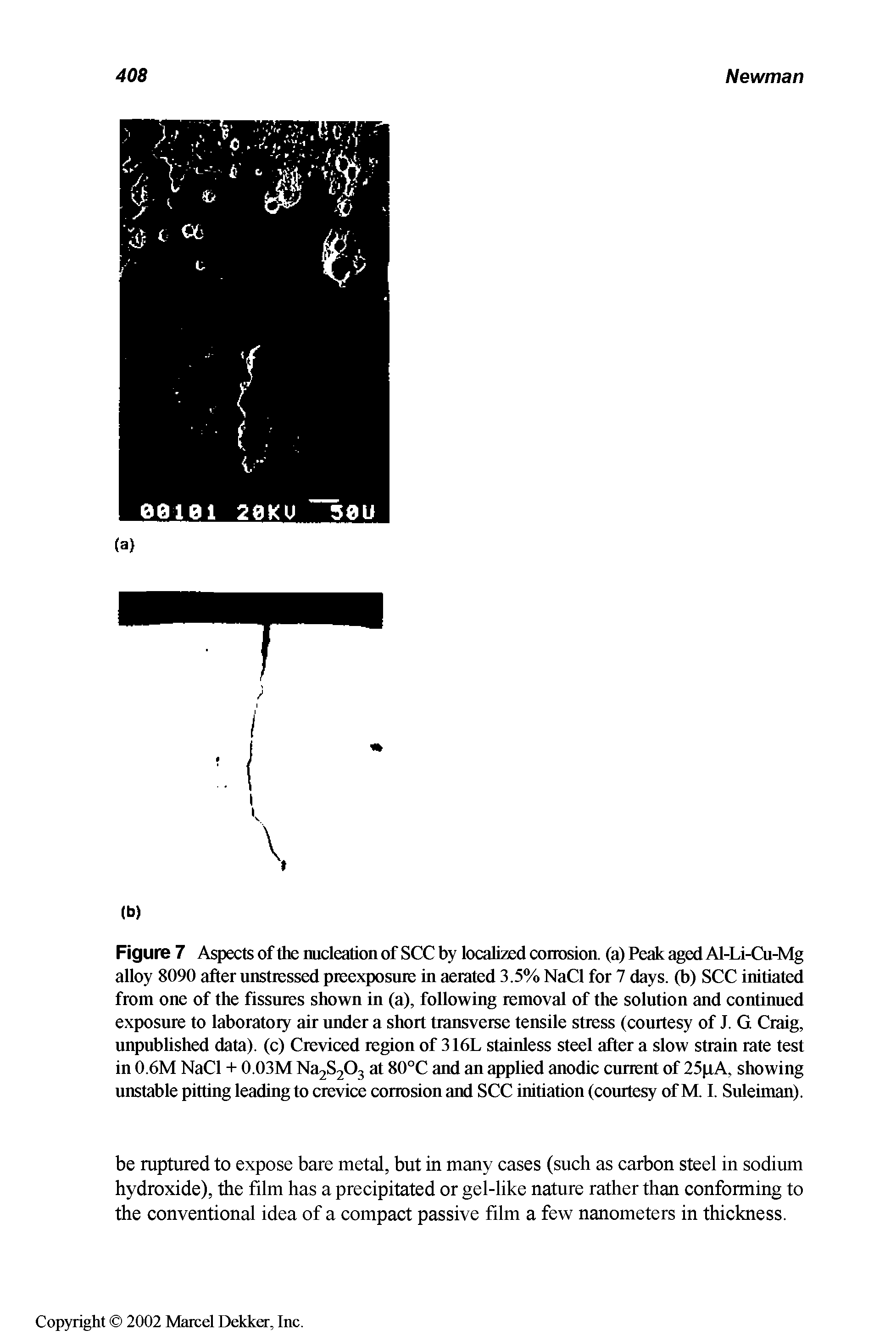 Figure 7 Aspects of the nucleation of SCC by localized corrosion, (a) Peak aged Al-Li-Cu-Mg alloy 8090 after unstressed preexposure in aerated 3.5% NaCl for 7 days, (b) SCC initiated from one of the fissures shown in (a), following removal of the solution and continued exposure to laboratory air under a short transverse tensile stress (courtesy of J. G Craig, unpublished data), (c) Creviced region of 316L stainless steel after a slow strain rate test in 0.6M NaCl + 0.03M Na2S203 at 80°C and an applied anodic current of 25 xA, showing unstable pitting leading to crevice corrosion and SCC initiation (courtesy of M. I. Suleiman).