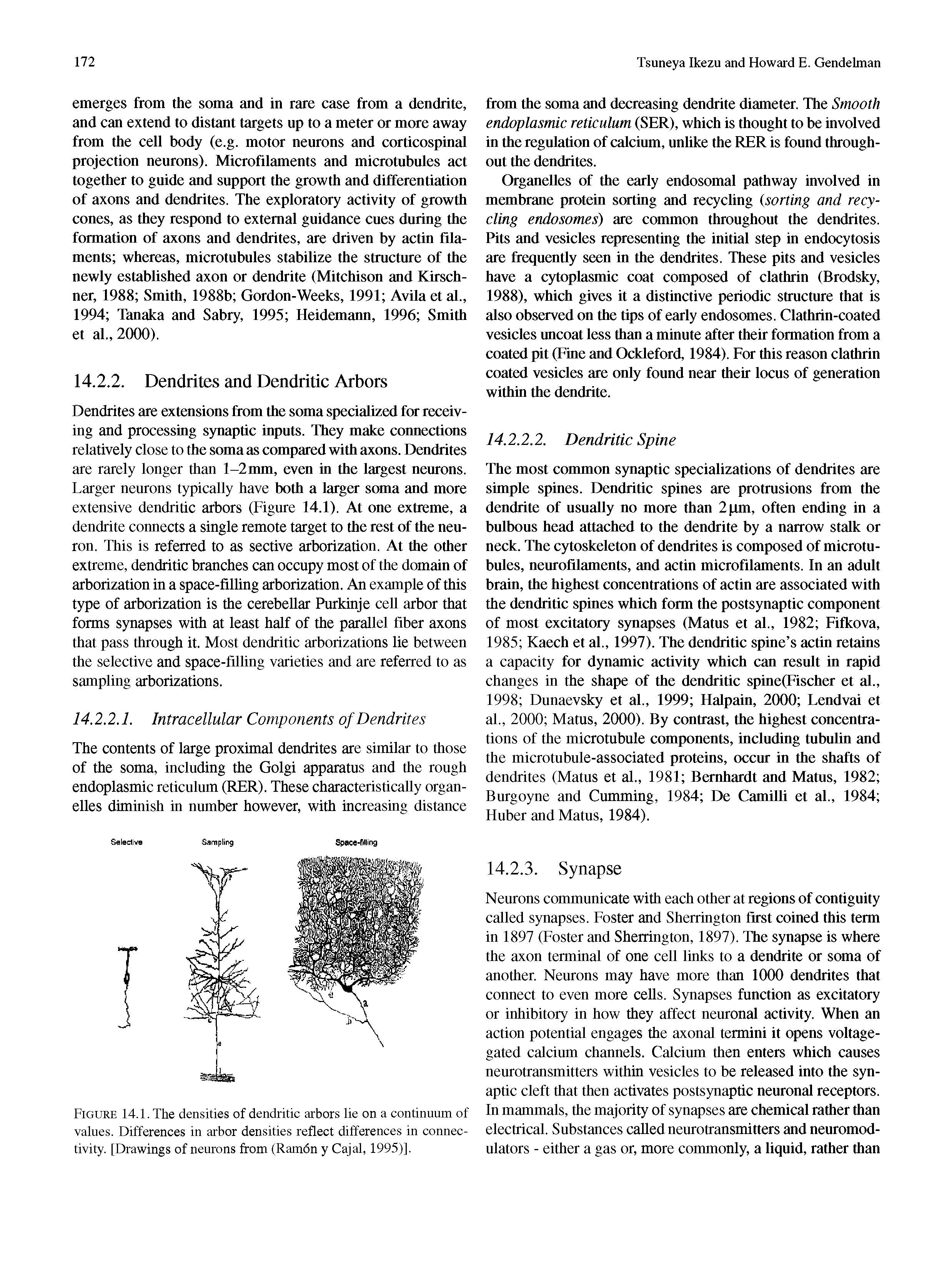 Figure 14.1. The densities of dendritic arbors lie on a continuum of values. Differences in arbor densities reflect differences in connectivity. [Drawings of neurons from (Ramdn y Cajal, 1995)].