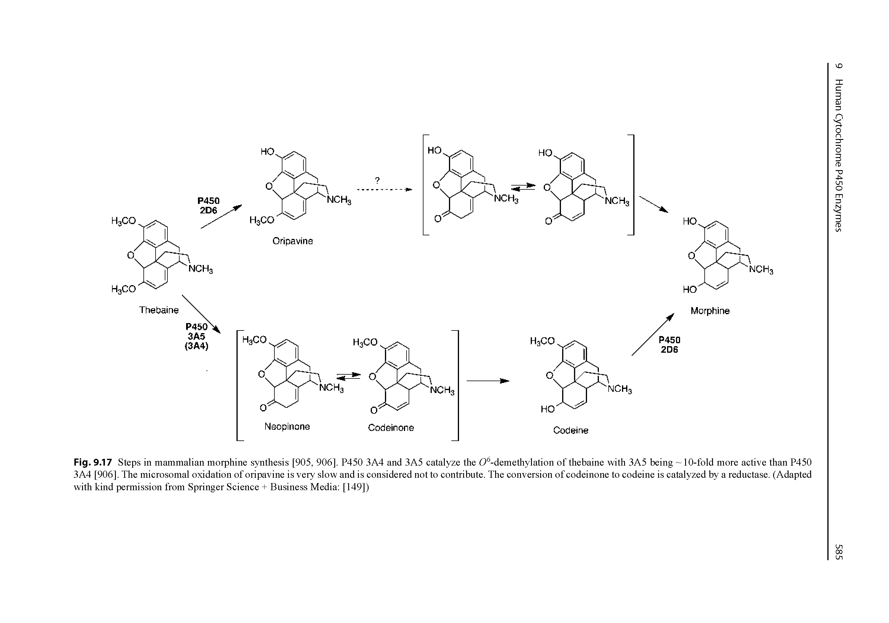 Fig. 9.17 Steps in mammalian morphine synthesis [905, 906], P450 3A4 and 3A5 eatalyze the 0 -demethylation of thebaine with 3A5 being 10-fold more aetive than P450 3 A4 [906]. The mierosomal oxidation of oripavine is very slow and is eonsidered not to eontribute. The eonversion of eodeinone to eodeine is eatalyzed by a reduetase. (Adapted with kind permission from Springer Seienee + Business Media [149])...