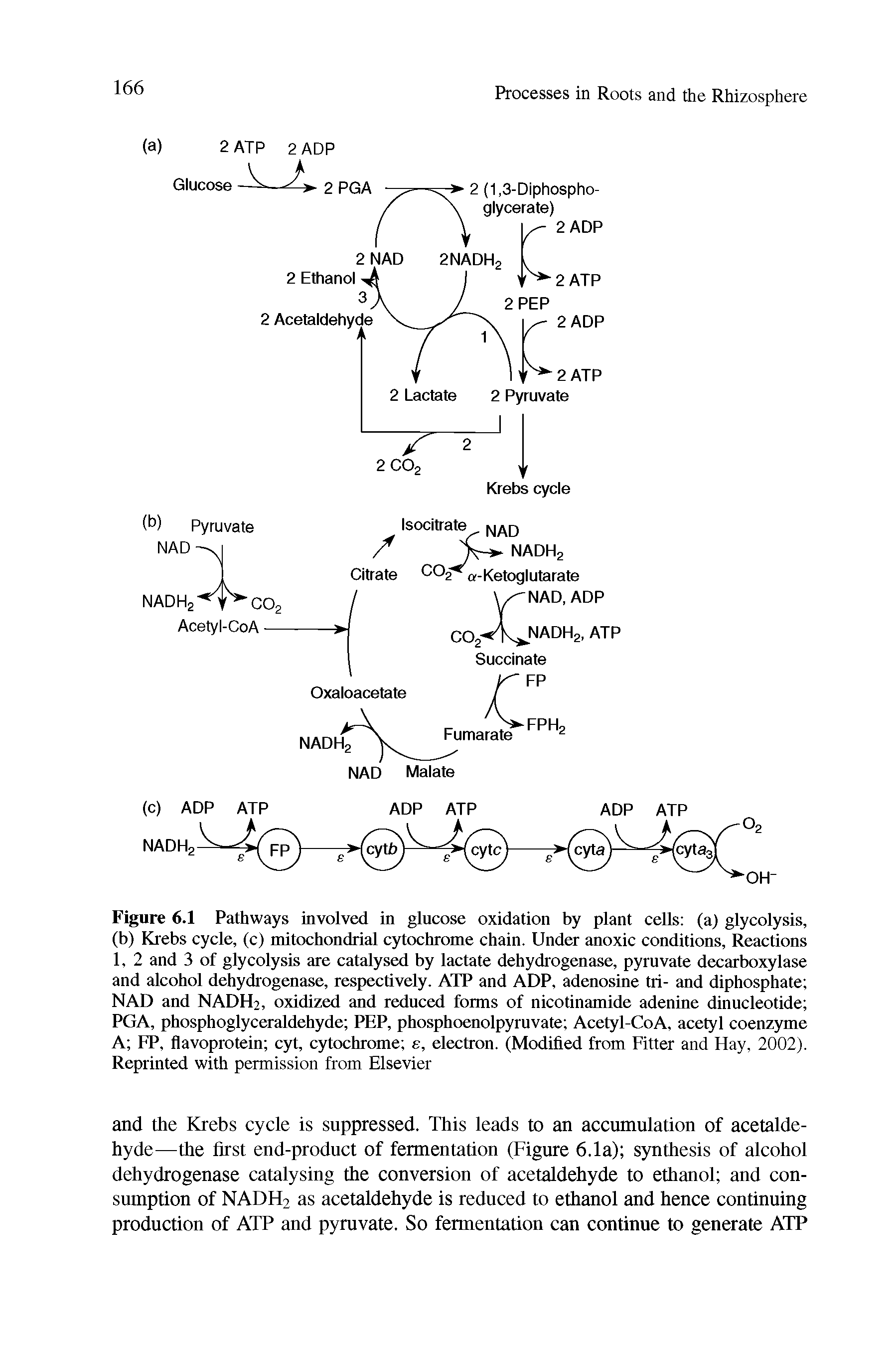 Figure 6.1 Pathways involved in glucose oxidation by plant cells (a) glycolysis, (b) Krebs cycle, (c) mitochondrial cytochrome chain. Under anoxic conditions. Reactions 1, 2 and 3 of glycolysis are catalysed by lactate dehydrogenase, pyruvate decarboxylase and alcohol dehydrogenase, respectively. ATP and ADP, adenosine tri- and diphosphate NAD and NADHa, oxidized and reduced forms of nicotinamide adenine dinucleotide PGA, phosphoglyceraldehyde PEP, phosphoenolpyruvate Acetyl-CoA, acetyl coenzyme A FP, flavoprotein cyt, cytochrome e, electron. (Modified from Fitter and Hay, 2002). Reprinted with permission from Elsevier...