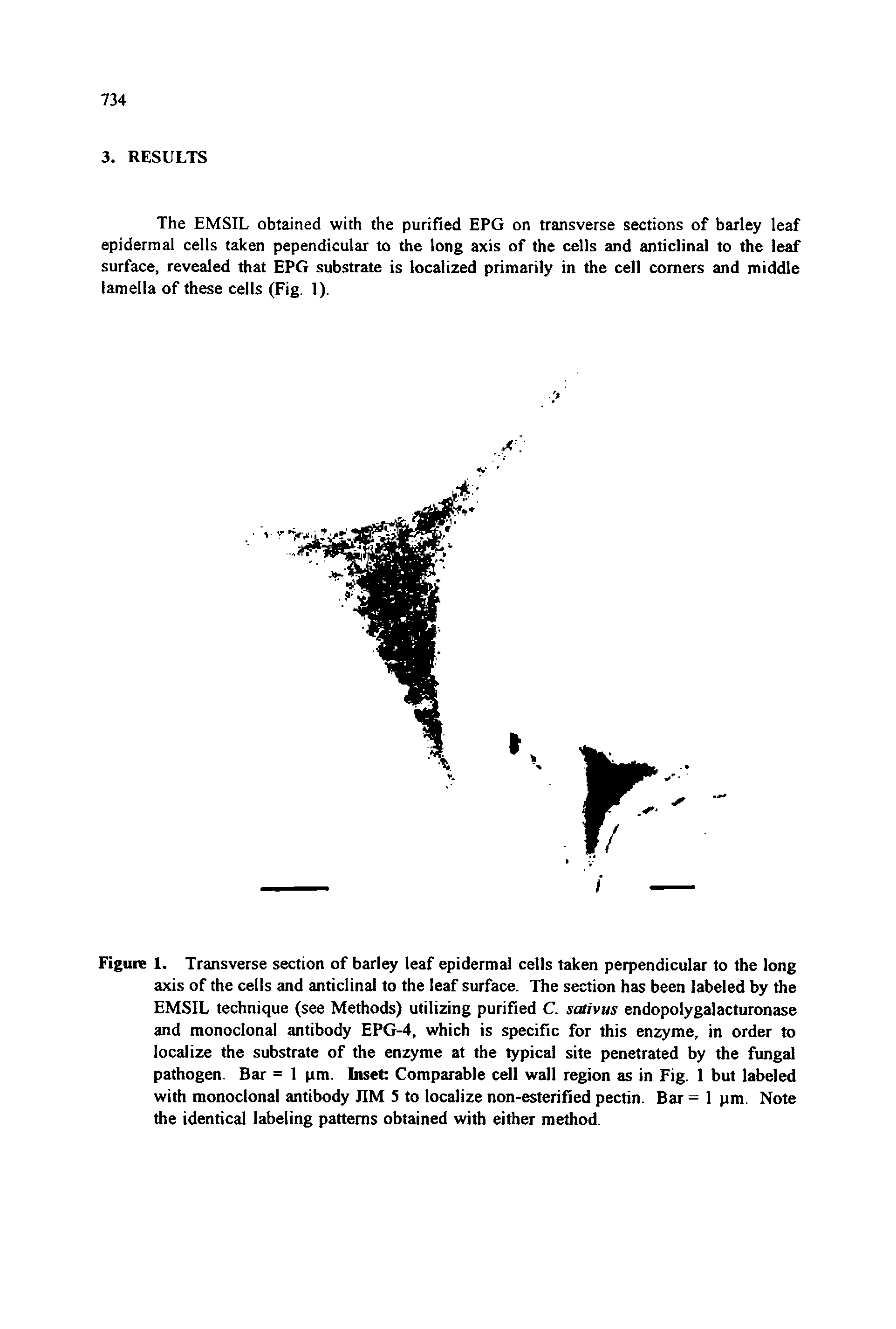 Figure 1. Transverse section of barley leaf epidermal cells taken perpendicular to the long axis of the cells and anticlinal to the leaf surface. The section has been labeled by the EMSIL technique (see Methods) utilizing purified C. sativus endopolygalacturonase and monoclonal antibody EPG-4, which is specific for this enzyme, in order to localize the substrate of the enzyme at the typical site penetrated by the fungal pathogen. Bar = 1 pm. Inset Comparable cell wall region as in Fig. 1 but labeled with monoclonal antibody JIM 5 to localize non-esterified pectin. Bar = 1 pm. Note the identical labeling patterns obtained with either method.