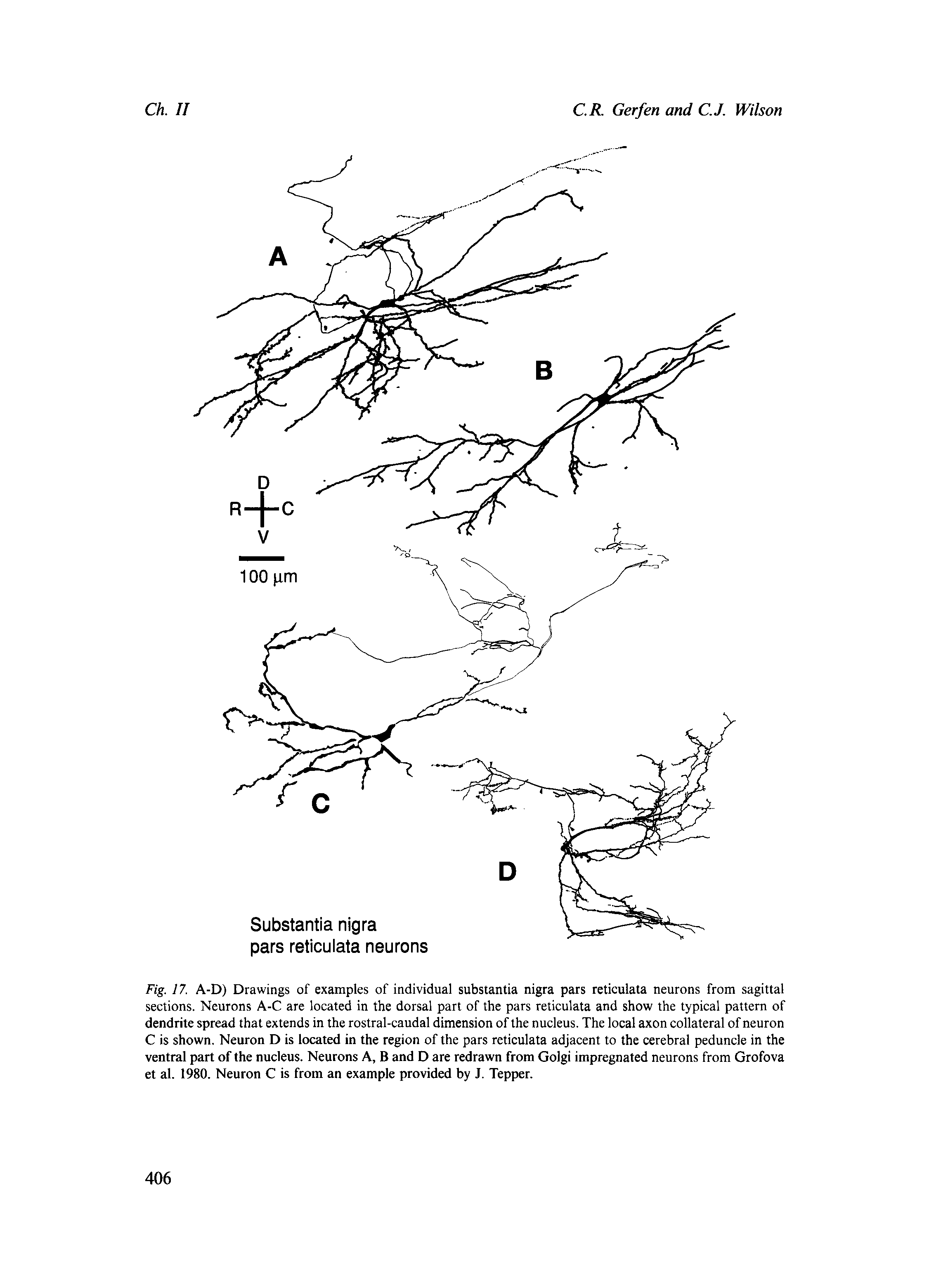 Fig. 17. A-D) Drawings of examples of individual substantia nigra pars reticulata neurons from sagittal sections. Neurons A-C are located in the dorsal part of the pars reticulata and show the typical pattern of dendrite spread that extends in the rostral-caudal dimension of the nucleus. The local axon collateral of neuron C is shown. Neuron D is located in the region of the pars reticulata adjacent to the cerebral peduncle in the ventral part of the nucleus. Neurons A, B and D are redrawn from Golgi impregnated neurons from Grofova et al. 1980. Neuron C is from an example provided by J. Tepper.