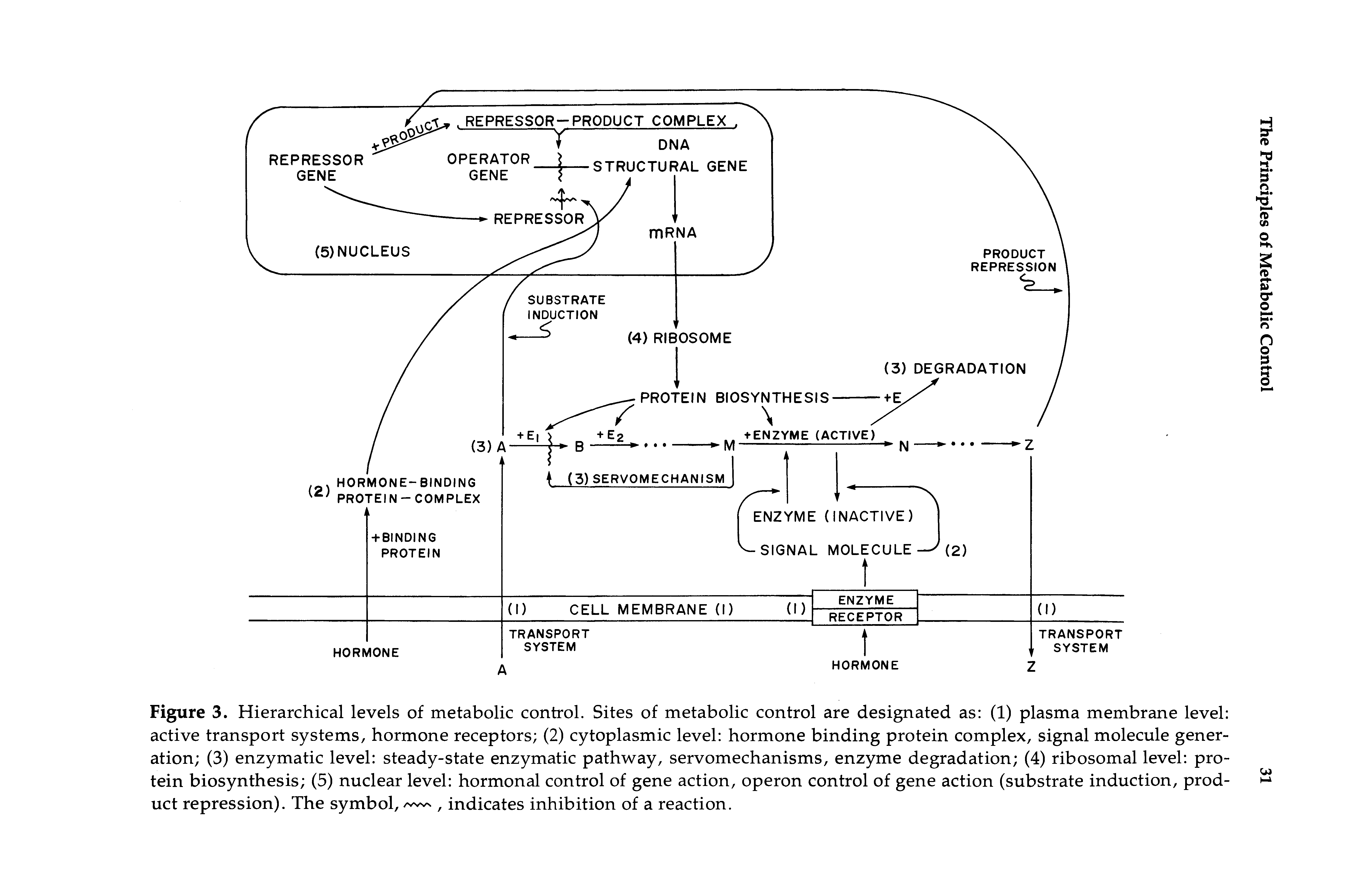 Figure 3. Hierarchical levels of metabolic control. Sites of metabolic control are designated as (1) plasma membrane level active transport systems, hormone receptors (2) cytoplasmic level hormone binding protein complex, signal molecule generation (3) enzymatic level steady-state enzymatic pathway, servomechanisms, enzyme degradation (4) ribosomal level protein biosynthesis (5) nuclear level hormonal control of gene action, operon control of gene action (substrate induction, product repression). The symbol,, indicates inhibition of a reaction.