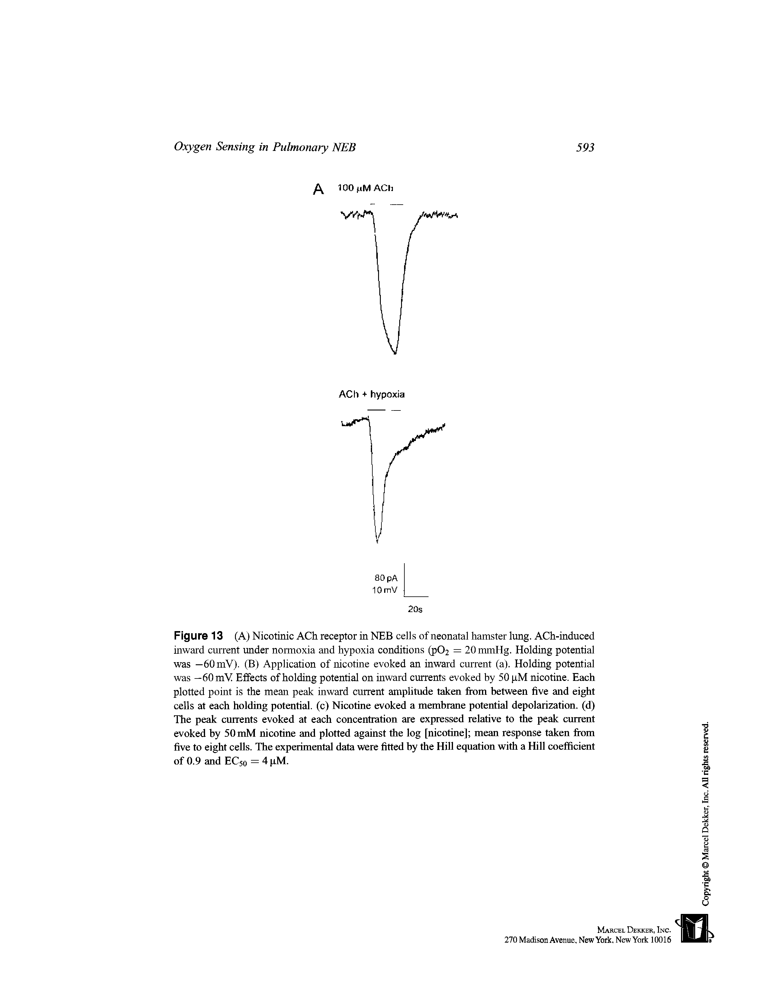 Figure 13 (A) Nicotinic ACh receptor in NEB cells of neonatal hamster lung. ACh-iaduced inward current under normoxia and hypoxia conditions (p02 = 20 mmHg. Holding potential was —60 mV). (B) Application of nicotine evoked an inward current (a). Holding potential was —60 mV Effects of holding potential on inward currents evoked by 50 pM nicotine. Each plotted point is the mean peak inward current amphtude taken from between five and eight cells at each holding potential, (c) Nicotine evoked a membrane potential depolarization, (d) The peak currents evoked at each concentration are expressed relative to the peak current evoked by 50 mM nicotine and plotted against the log [nicotine] mean response taken from five to eight cells. The experimental data were fitted by the Hill equation with a Hill coefficient of 0.9 and EC50 = 4 pM.