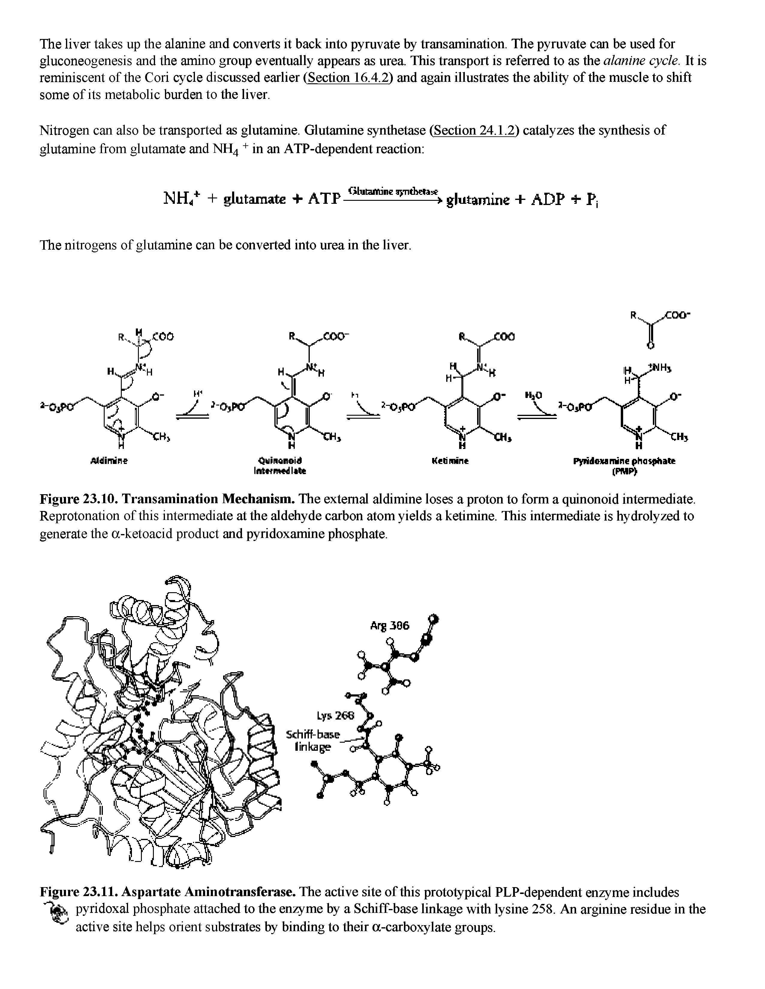 Figure 23.10. Transamination Mechanism. The external aldimine loses a proton to form a quinonoid intermediate. Reprotonation of this intermediate at the aldehyde carbon atom yields a ketimine. This intermediate is hydrolyzed to generate the a-ketoacid product and pyridoxamine phosphate.