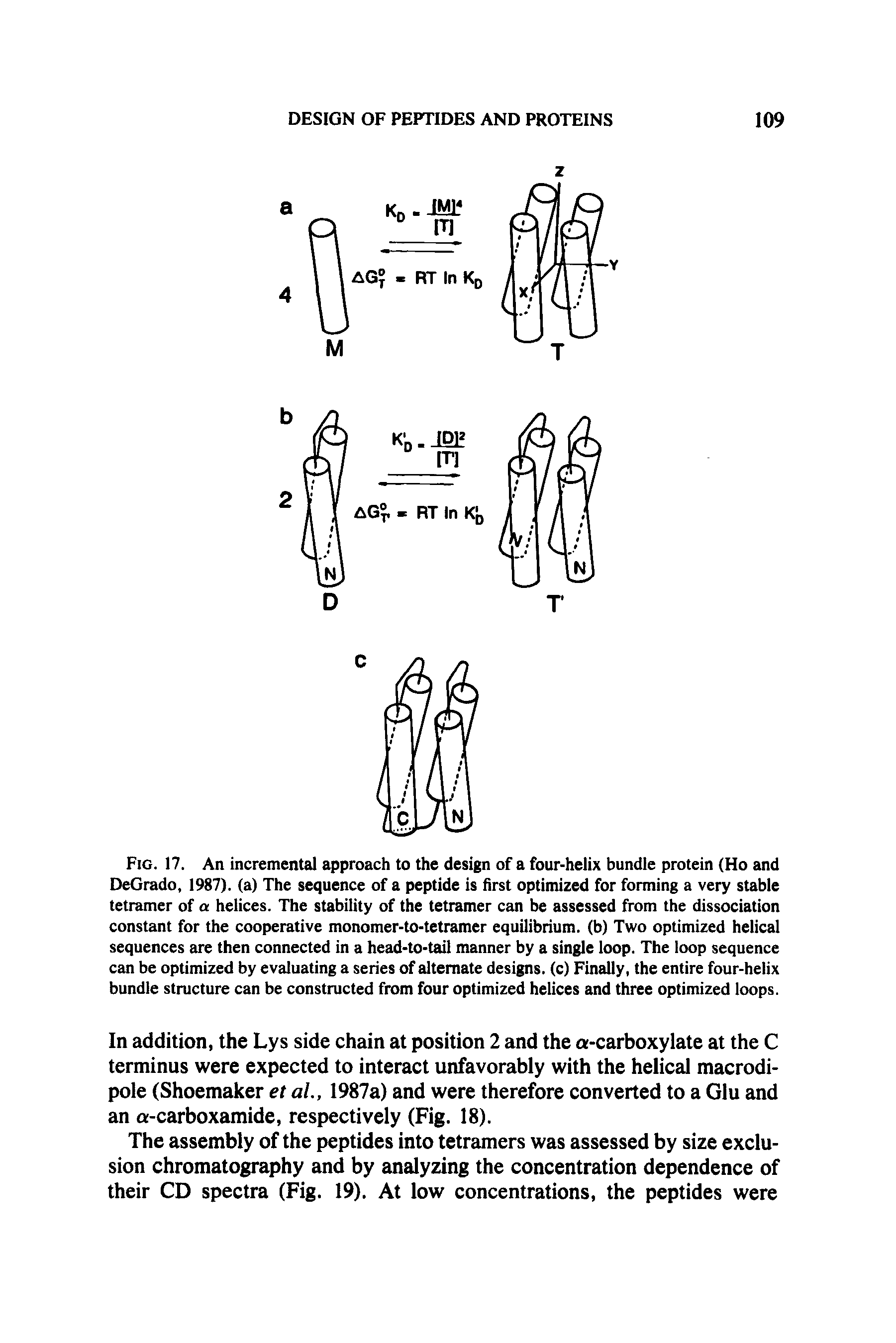 Fig. 17. An incremental approach to the design of a four-helix bundle protein (Ho and DeGrado, 1987). (a) The sequence of a peptide is first optimized for forming a very stable tetramer of a helices. The stability of the tetramer can be assessed from the dissociation constant for the cooperative monomer-to-tetramer equilibrium, (b) Two optimized helical sequences are then connected in a head-to-tail manner by a single loop. The loop sequence can be optimized by evaluating a series of alternate designs, (c) Finally, the entire four-helix bundle structure can be constructed from four optimized helices and three optimized loops.