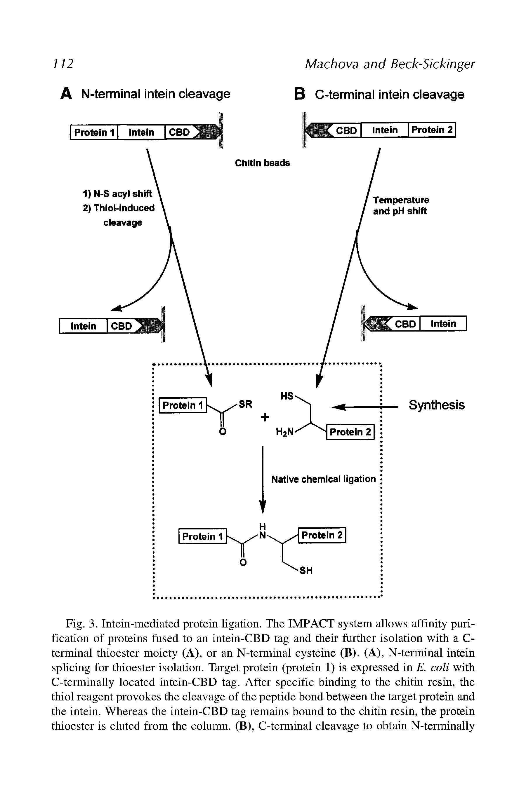 Fig. 3. Intein-mediated protein ligation. The IMPACT system allows affinity purification of proteins fused to an intein-CBD tag and their further isolation with a C-terminal thioester moiety (A), or an N-terminal cysteine (B). (A), N-terminal intein splicing for thioester isolation. Target protein (protein 1) is expressed in E. coli with C-terminally located intein-CBD tag. After specific binding to the chitin resin, the thiol reagent provokes the cleavage of the peptide bond between the target protein and the intein. Whereas the intein-CBD tag remains bound to the chitin resin, the protein thioester is eluted from the column. (B), C-terminal cleavage to obtain N-terminally...