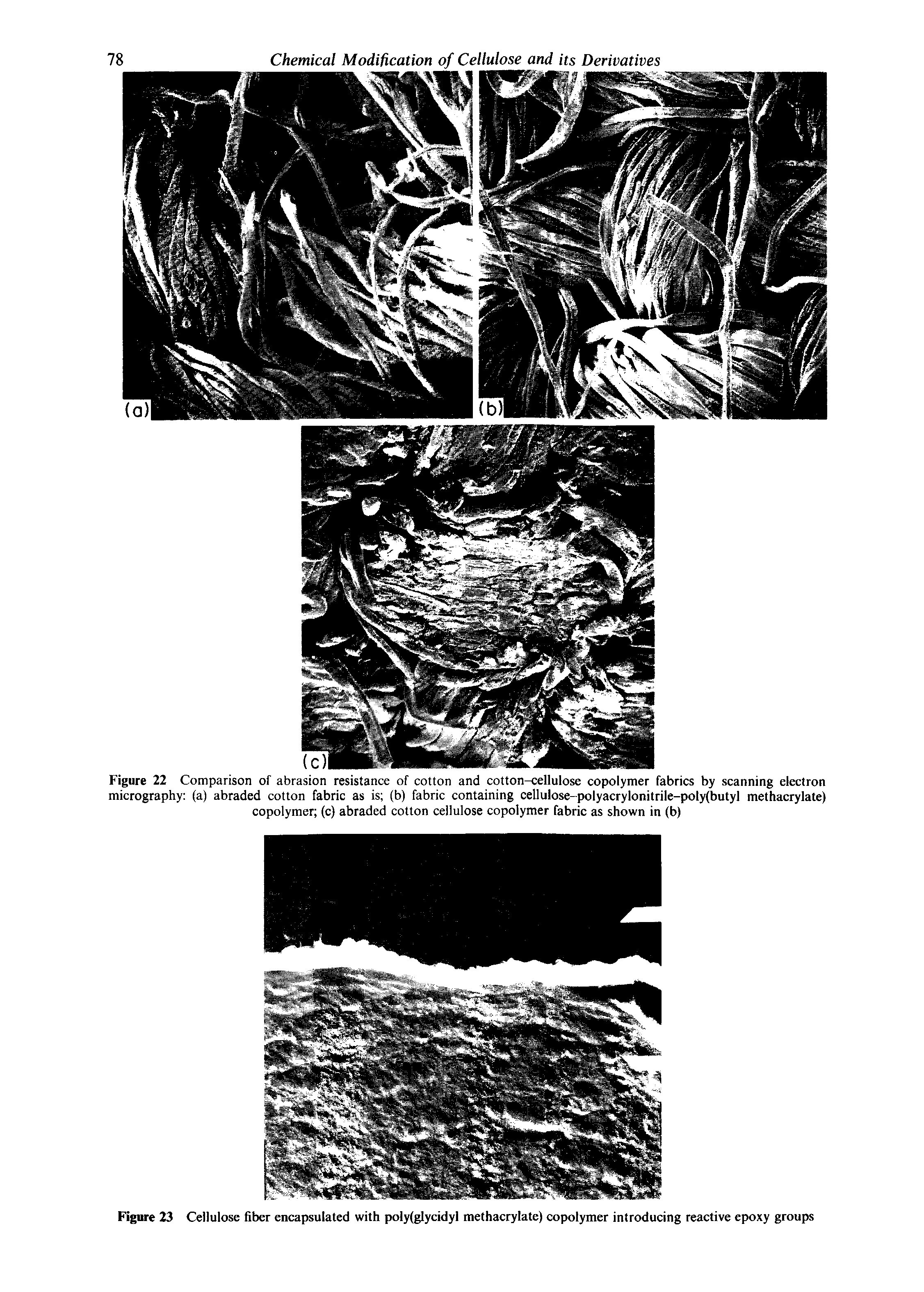 Figure 22 Comparison of abrasion resistance of cotton and cotton-cellulose copolymer fabrics by scanning electron micrography (a) abraded cotton fabric as is (b) fabric containing cellulose-polyacrylonitrile-poly(butyl methacrylate) copolymer (c) abraded cotton cellulose copolymer fabric as shown in (b)...