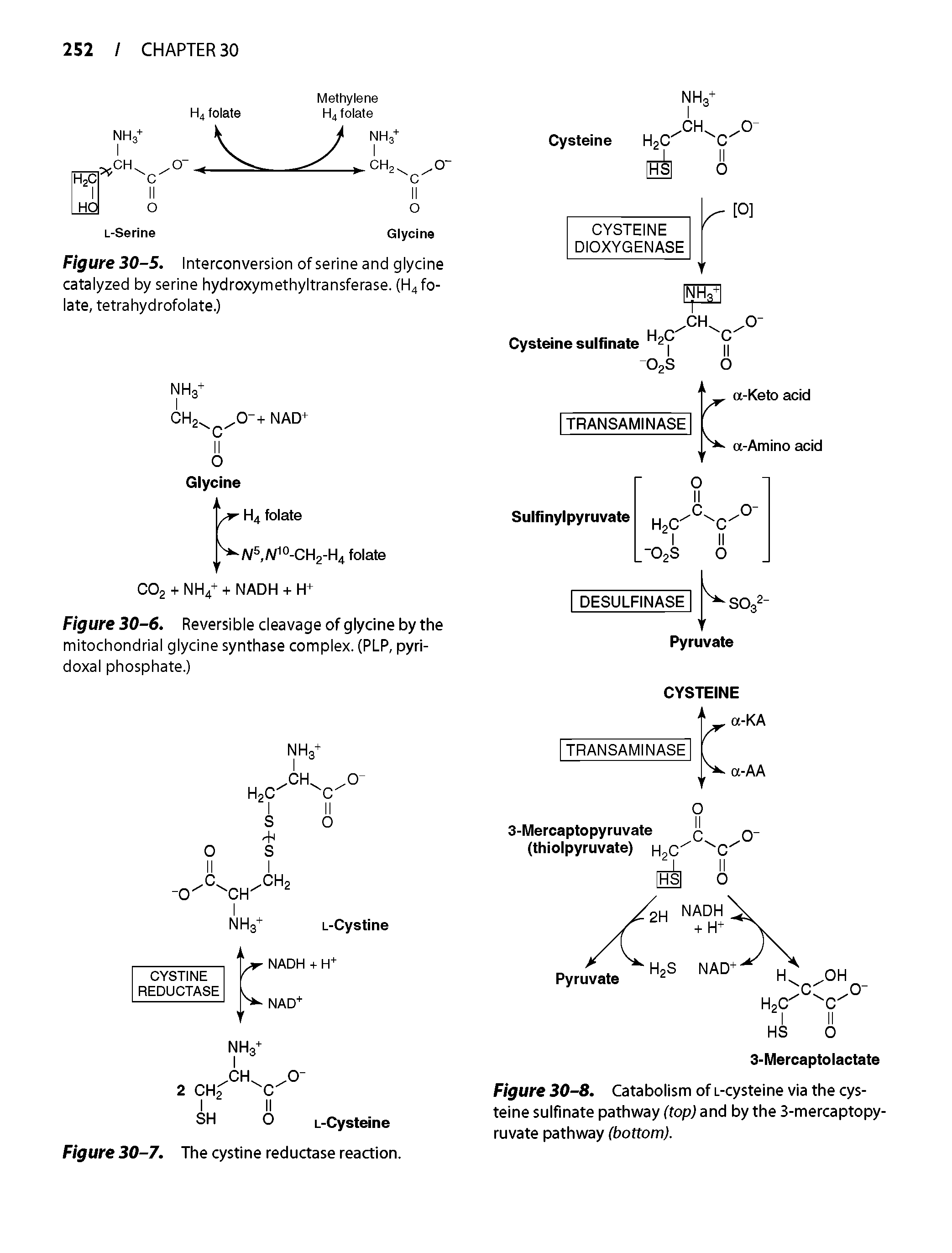 Figure 30-8. Catabolism of i-cysteine via the cysteine sulfinate pathway (top) and by the 3-mercaptopy-ruvate pathway (bottom).