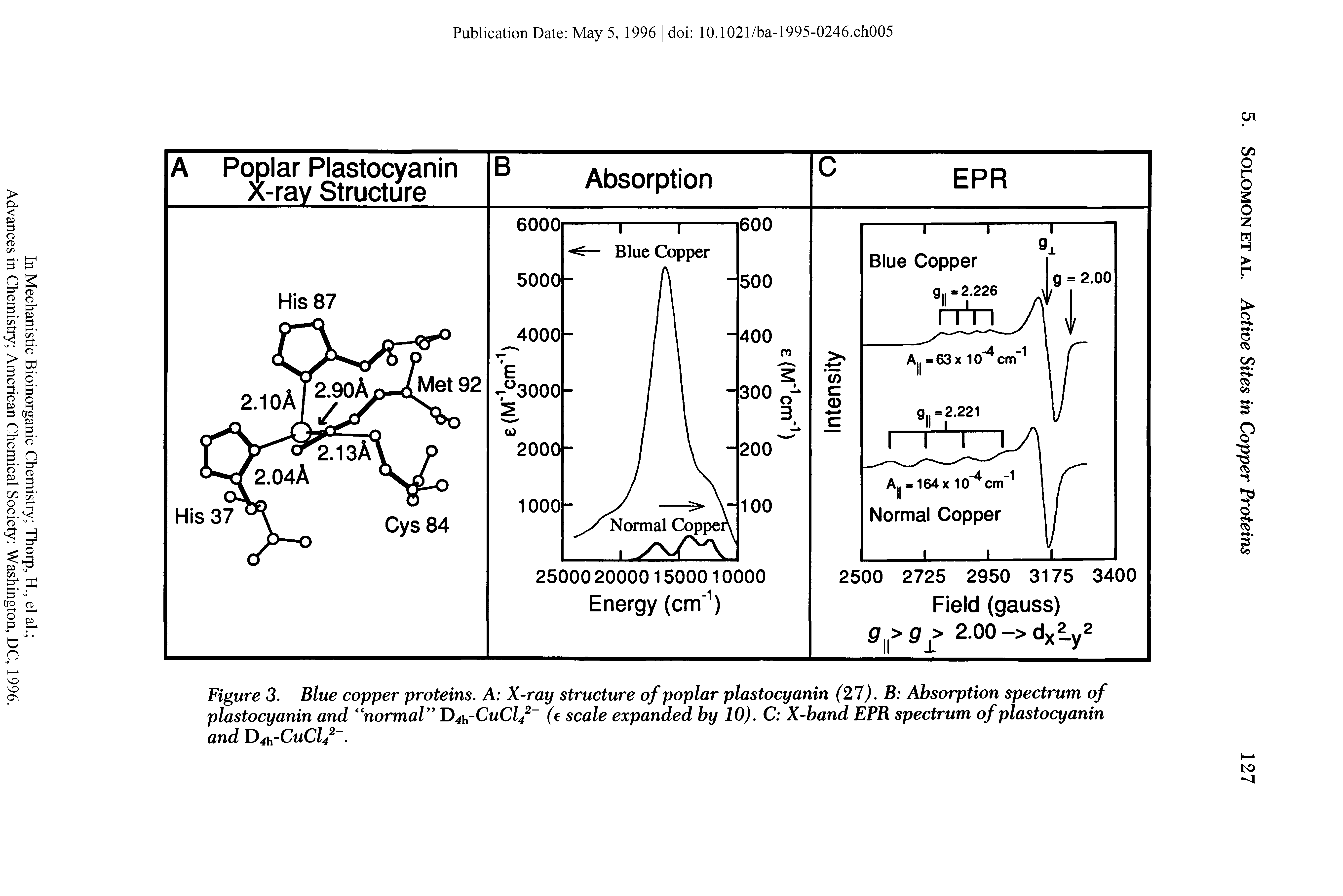 Figure 3. Blue copper proteins. A X-ray structure of poplar plastocyanin (21). B Absorption spectrum of plastocyanin and normal D 4 cCuCl42 (e scale expanded by 10). C X-band EPR spectrum of plastocyanin and Y>4 cCuCl42. ...