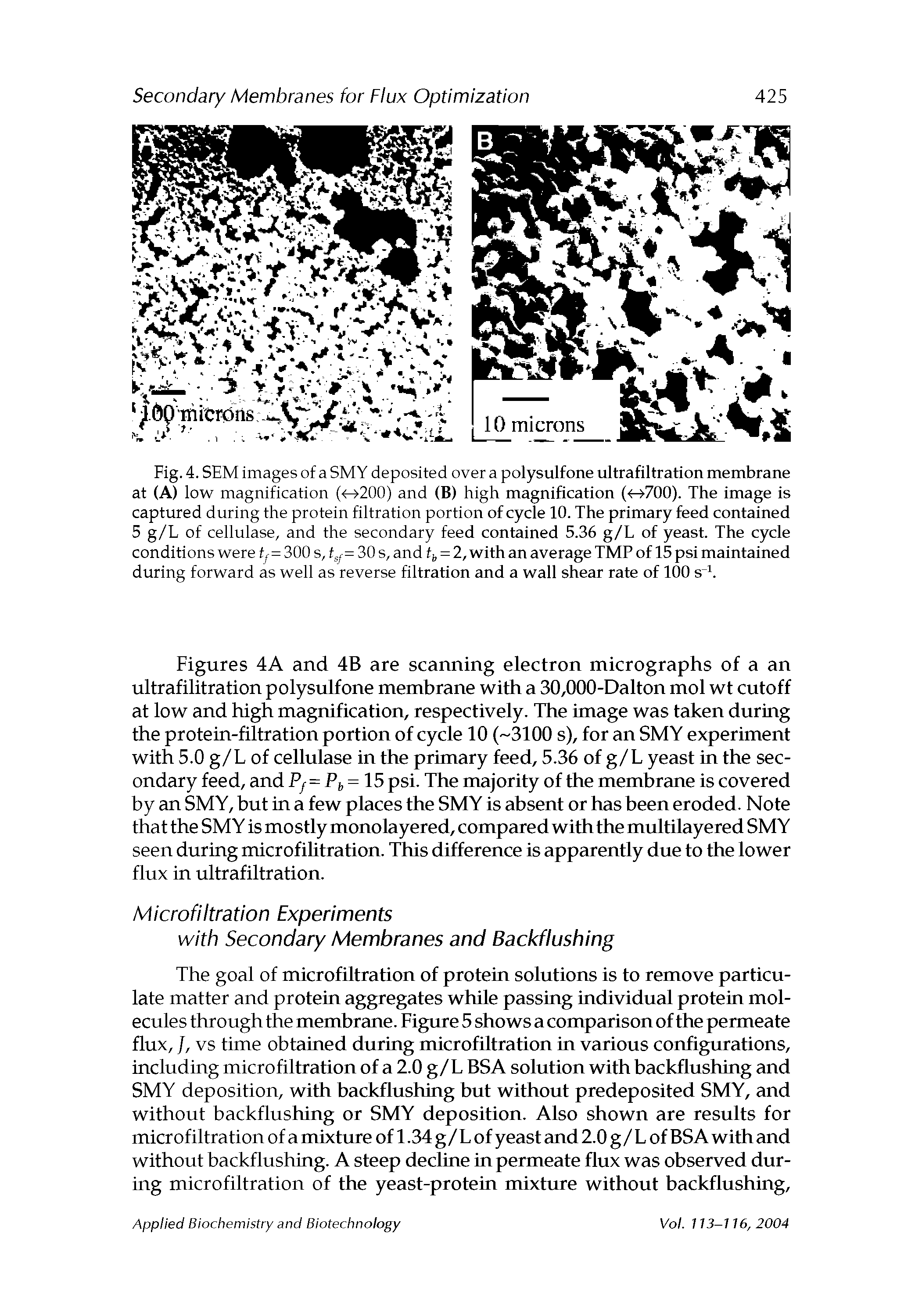 Figures 4A and 4B are scanning electron micrographs of a an ultrafilitration polysulfone membrane with a 30,000-Dalton mol wt cutoff at low and high magnification, respectively. The image was taken during the protein-filtration portion of cycle 10 ( 3100 s), for an SMY experiment with 5.0 g/L of cellulase in the primary feed, 5.36 of g/L yeast in the secondary feed, and Py=Ph = 15 psi. The majority of the membrane is covered by an SMY, but in a few places the SMY is absent or has been eroded. Note that the SMY is mostly monolayered, compared with the multilayered SMY seen during microfilitration. This difference is apparently due to the lower flux in ultrafiltration.