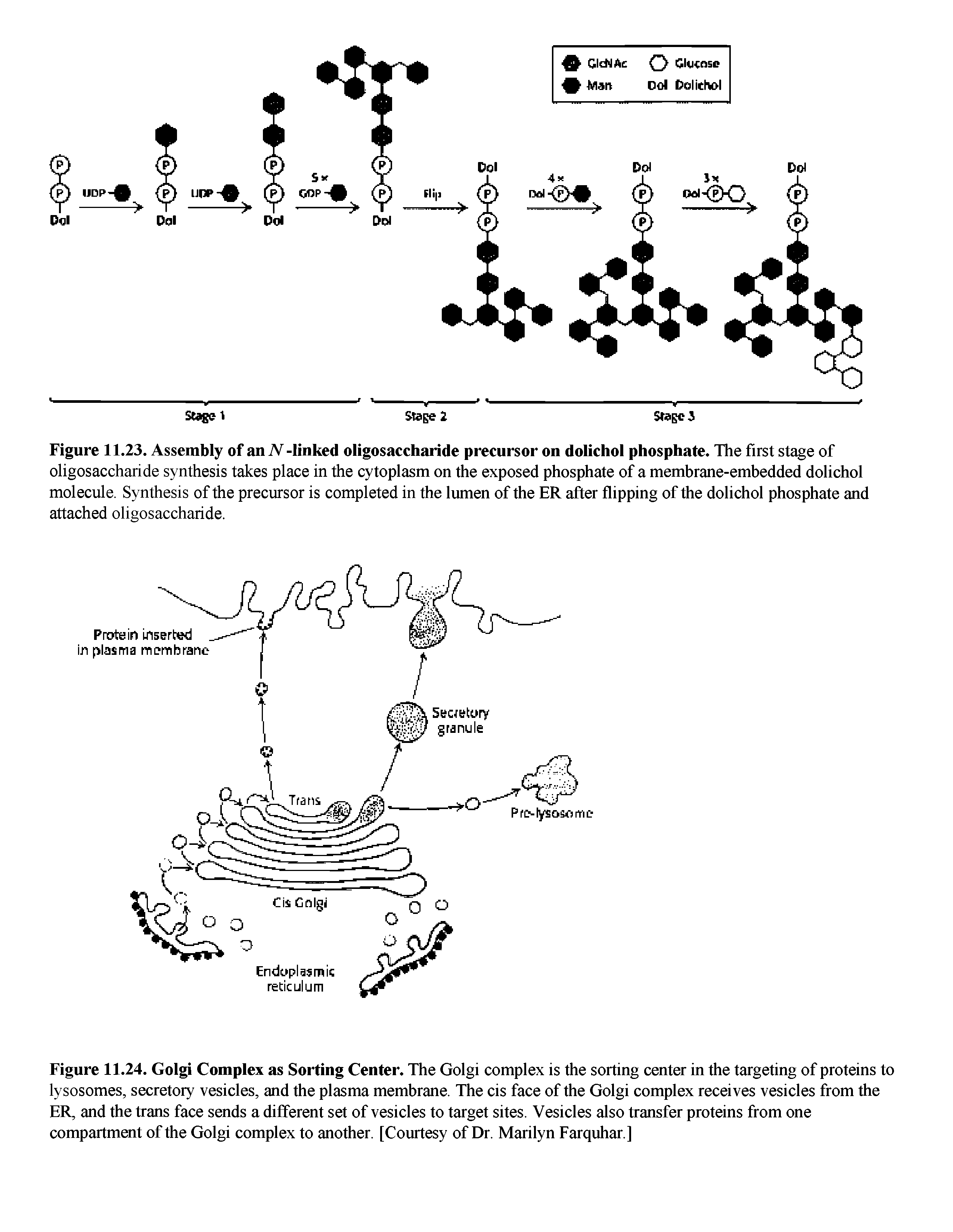 Figure 11.23. Assembly of an -linked oligosaccharide precursor on dolichol phosphate. The first stage of oligosaccharide synthesis takes place in the cytoplasm on the exposed phosphate of a membrane-embedded dolichol molecule. Synthesis of the precursor is completed in the lumen of the ER after flipping of the dolichol phosphate and attached oligosaccharide.