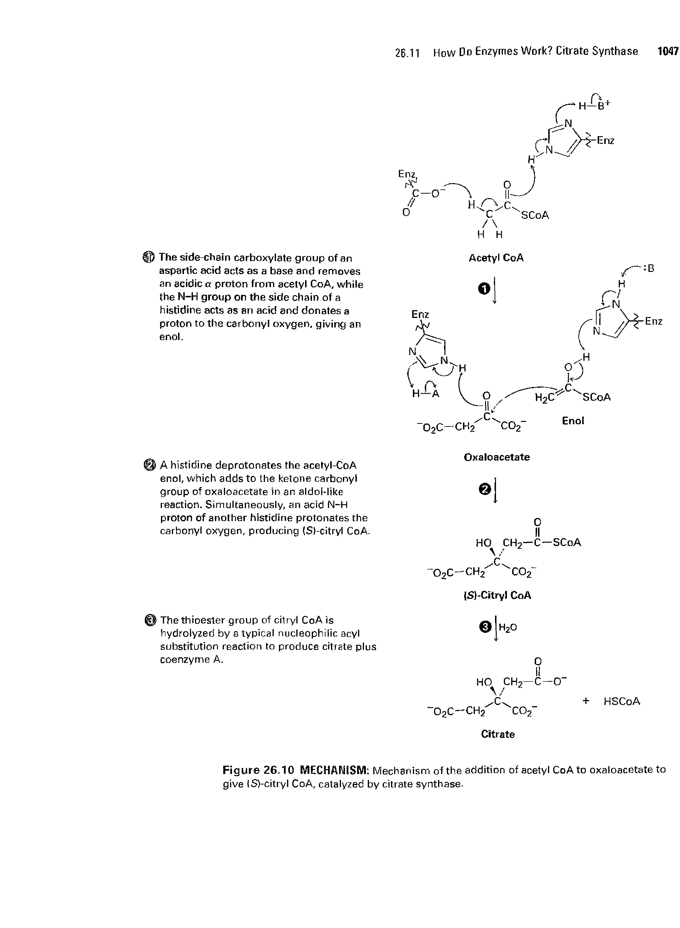 Figure 26.10 MECHANISM Mechanism of the addition of acetyl CoA to oxaloacetate to give (S)-citryl CoA, catalyzed by citrate synthase.