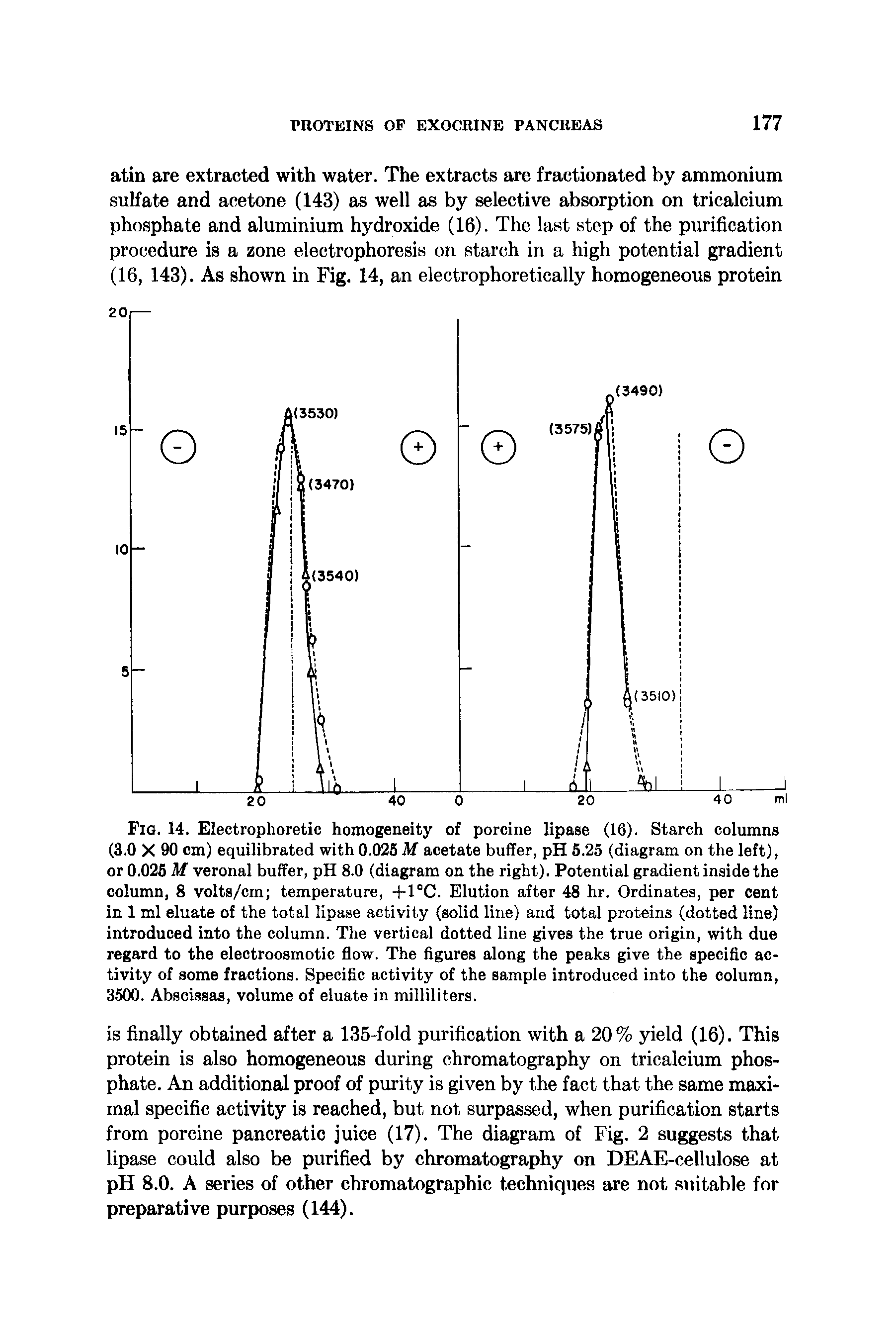 Fig. 14. Electrophoretic homogeneity of porcine lipase (16). Starch columns (3.0 X 90 cm) equilibrated with 0.025 M acetate buffer, pH 5.25 (diagram on the left), or 0.025 Af veronal buffer, pH 8.0 (diagram on the right). Potential gradient inside the column, 8 volts/cm temperature, +1°C. Elution after 48 hr. Ordinates, per cent in 1 ml eluate of the total lipase activity (solid line) and total proteins (dotted line) introduced into the column. The vertical dotted line gives the true origin, with due regard to the electroosmotic flow. The figures along the peaks give the specific activity of some fractions. Specific activity of the sample introduced into the column, 3500. Abscissas, volume of eluate in milliliters.