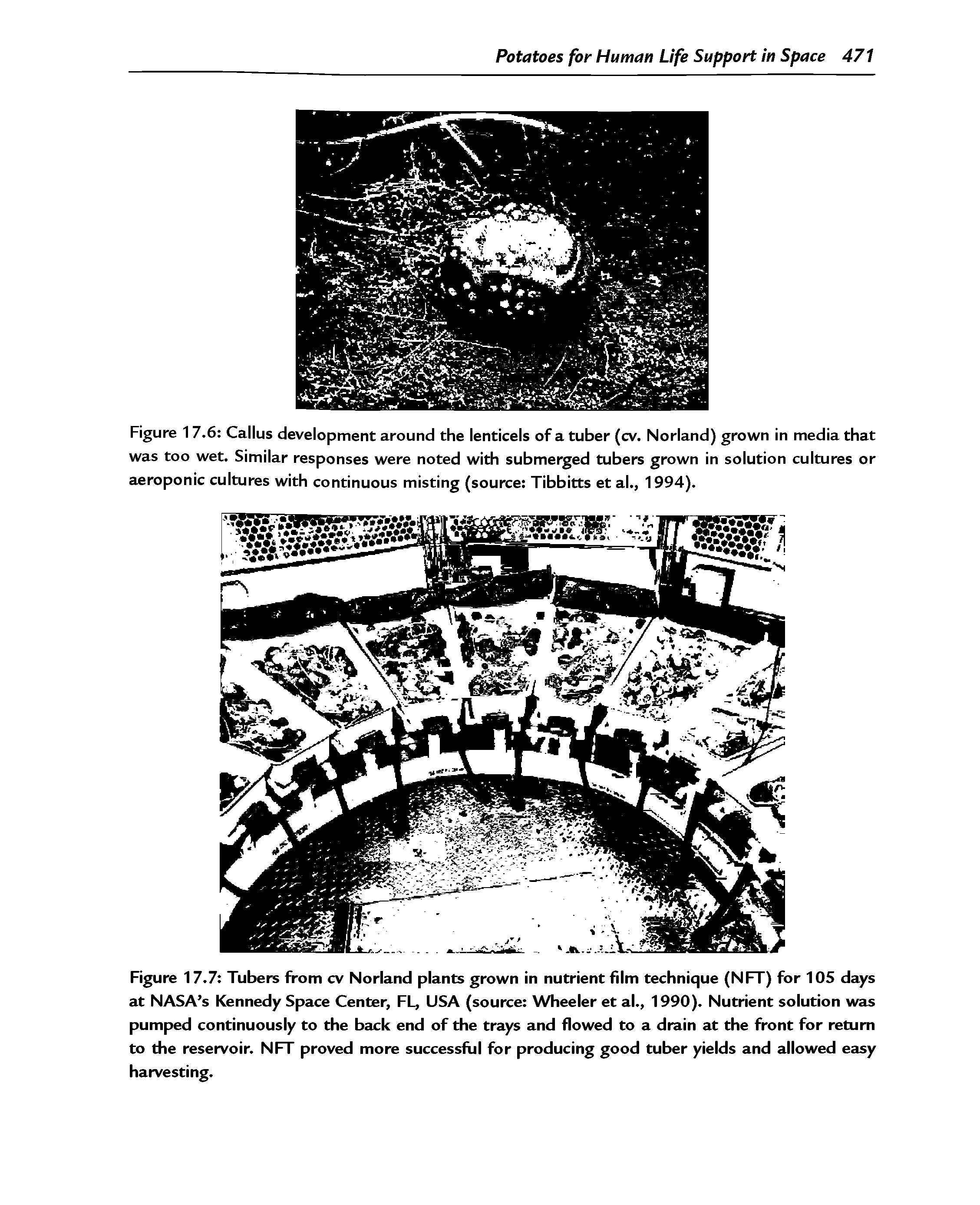 Figure 17.7 Tubers from cv Norland plants grown in nutrient film technique (NFT) for 105 days at NASA s Kennedy Space Center, FL, USA (source Wheeler et al., 1990). Nutrient solution was pumped continuously to the back end of the trays and flowed to a drain at the front for return to the reservoir. NFT proved more successful for producing good tuber yields and allowed easy harvesting.