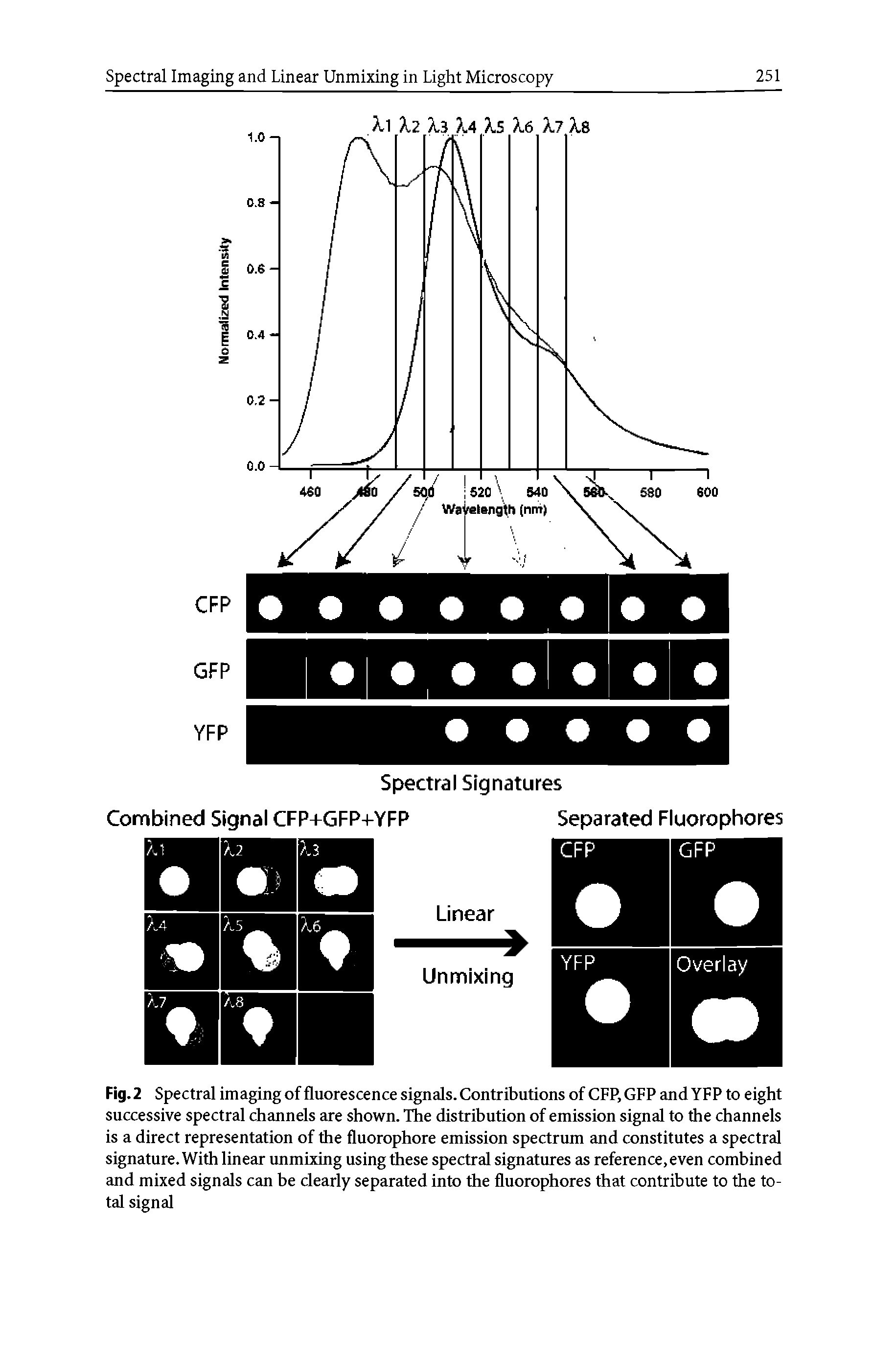 Fig. 2 Spectral imaging of fluorescence signals. Contributions of CFP, GFP and YFP to eight successive spectral channels are shown. The distribution of emission signal to the channels is a direct representation of the fluorophore emission spectrum and constitutes a spectral signature. With linear unmixing using these spectral signatures as reference, even combined and mixed signals can be clearly separated into the fluorophores that contribute to the total signal...