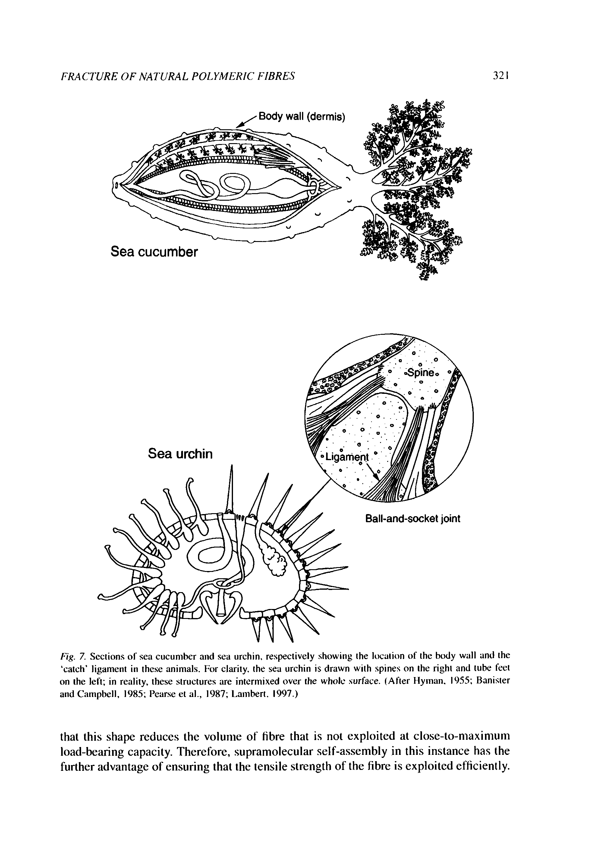 Fig. 7. Sections of sea cucumber and sea urchin, respectively showing the kteation of the body wall and the catch ligament in these animals. For clarity, the sea urchin is drawn with spines on the right and tube feet on the left in reality, these structures are intermixed over the whole surface. (After Hyman. I9. 55 Banister and Campbell, 1985 Pearse el al., 1987 Lambert. 1997.)...