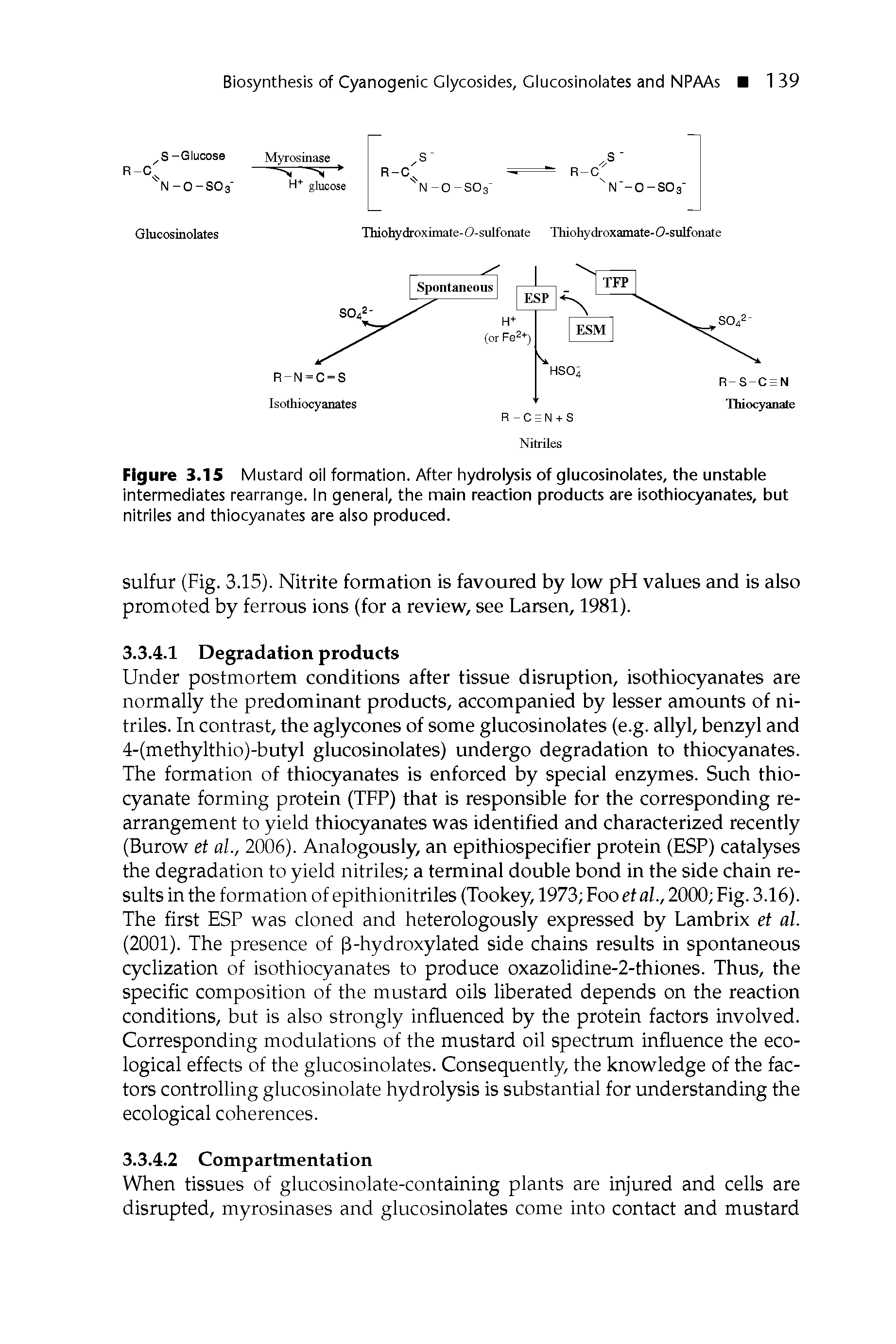 Figure 3.15 Mustard oil formation. After hydrolysis of glucosinolates, the unstable intermediates rearrange. In general, the main reaction products are isothiocyanates, but nitriles and thiocyanates are also produced.