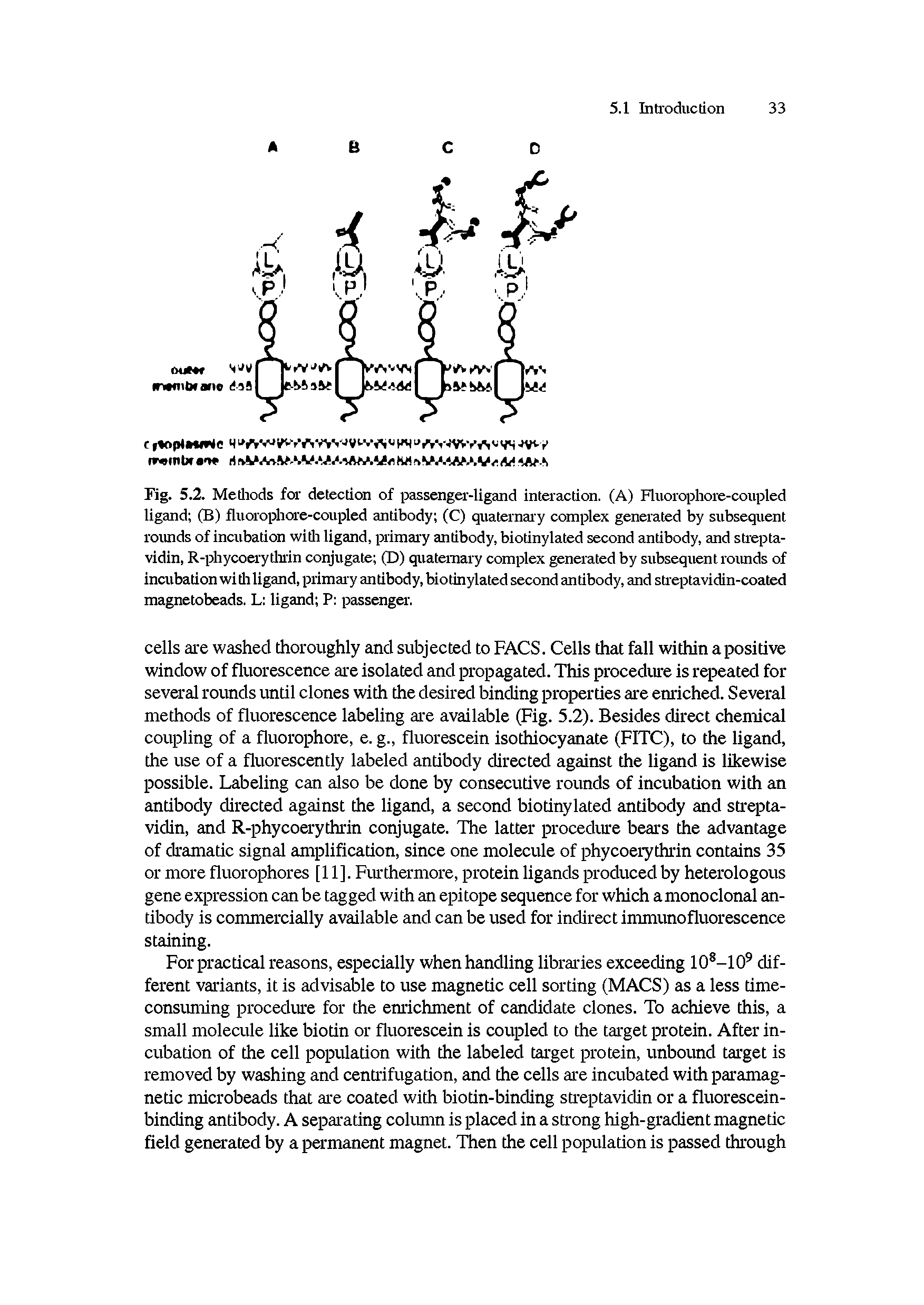 Fig. 5.2. Methods for detection of passenger-ligand interaction. (A) Fluorophore-coupled ligand (B) fluorophore-coupled antibody (C) quaternary complex generated by subsequent rounds of incubation with ligand, primary antibody, biotinylated second antibody, and strep ta-vidin, R-phycoerythrin conjugate (D) quaternary complex generated by subsequent rounds of incubation wi tli ligand, primary antibody, biotinylated second antibody, and streptavidin-coated magnetobeads. L ligand P passenger.