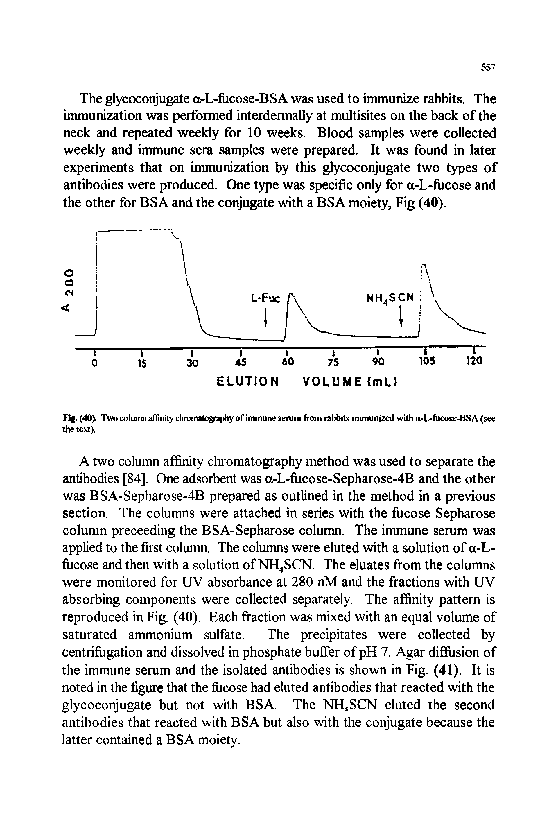 Fig. (40). Two column affinity chromatography of immune serum from rabbits immunized with a-L-fucose-BSA (see the text).