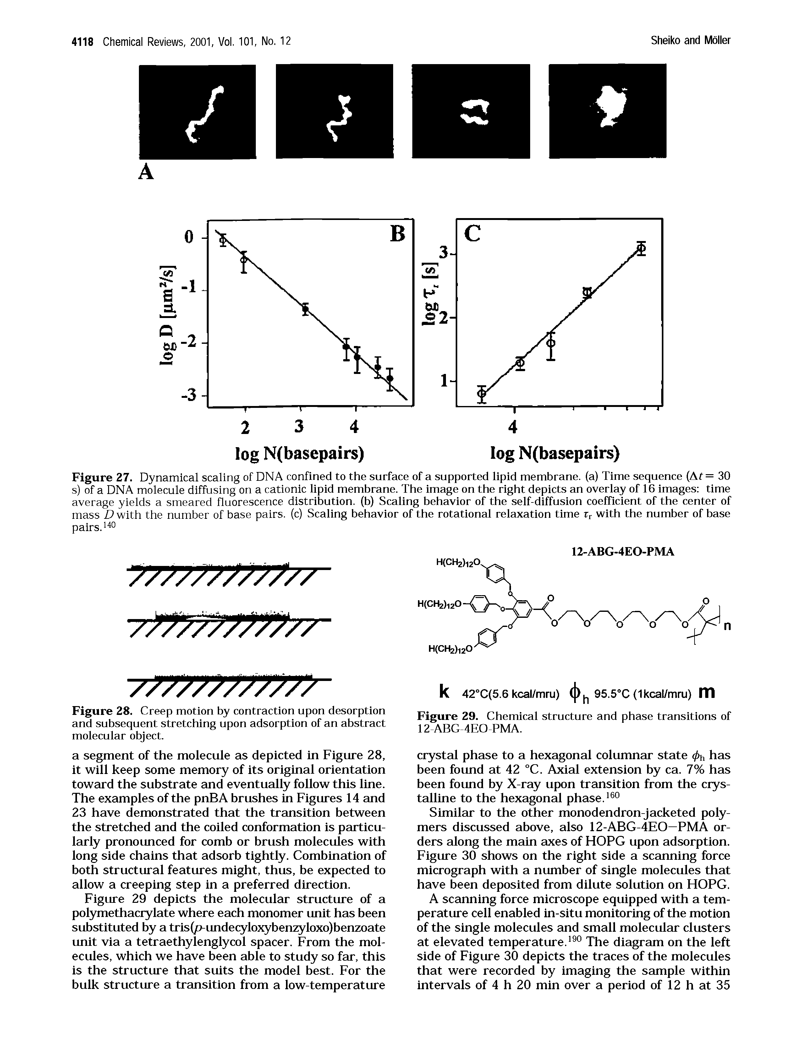 Figure 28. Creep motion by contraction upon desorption and subsequent stretching upon adsorption of an abstract molecular object.
