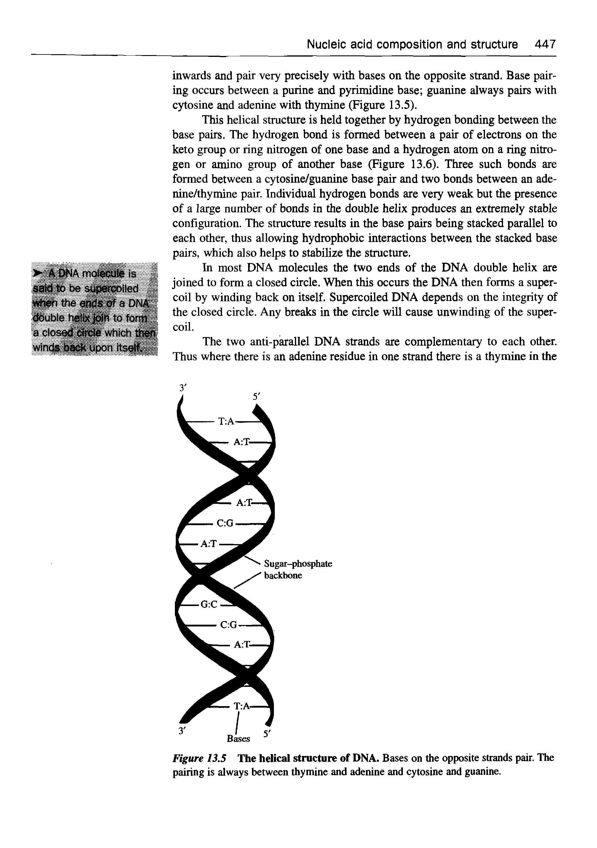 Figure 13.5 The helical structure of DNA. Bases on the opposite strands pair. The pairing is always between thymine and adenine and cytosine and guanine.